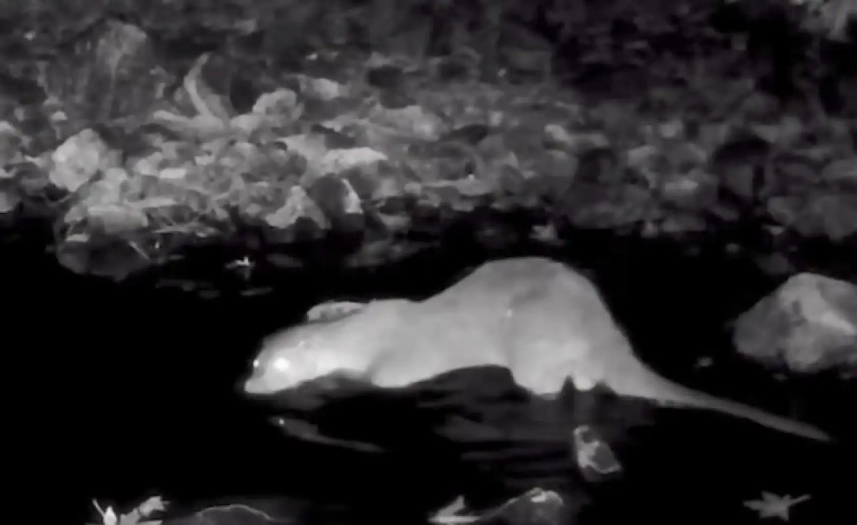 Muğla'da yaban hayatı fotokapana yansıdı