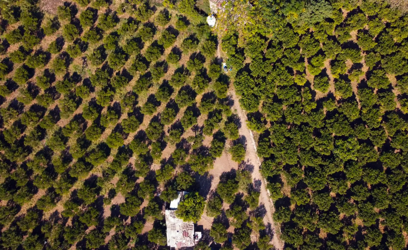 Coğrafi işaretli Bodrum mandalinasında rekolte beklentisi yüksek