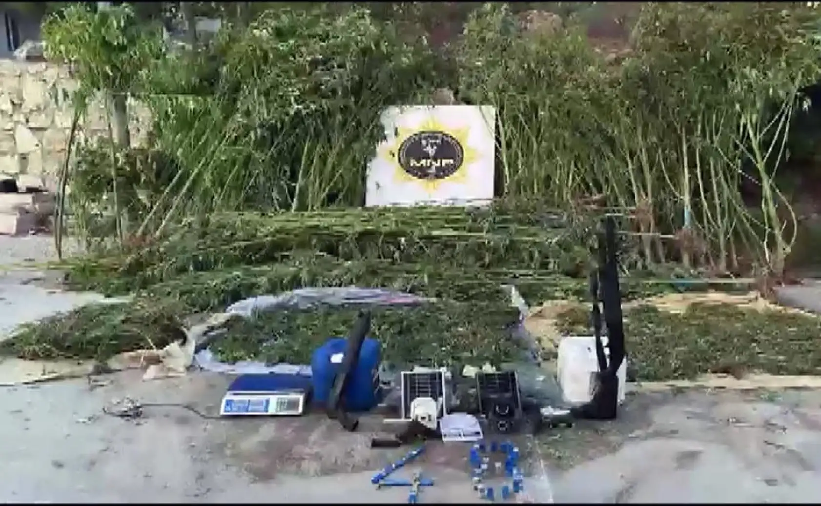 Muğla'da evlerinin bahçesini uyuşturucu bahçesine çevirmişler