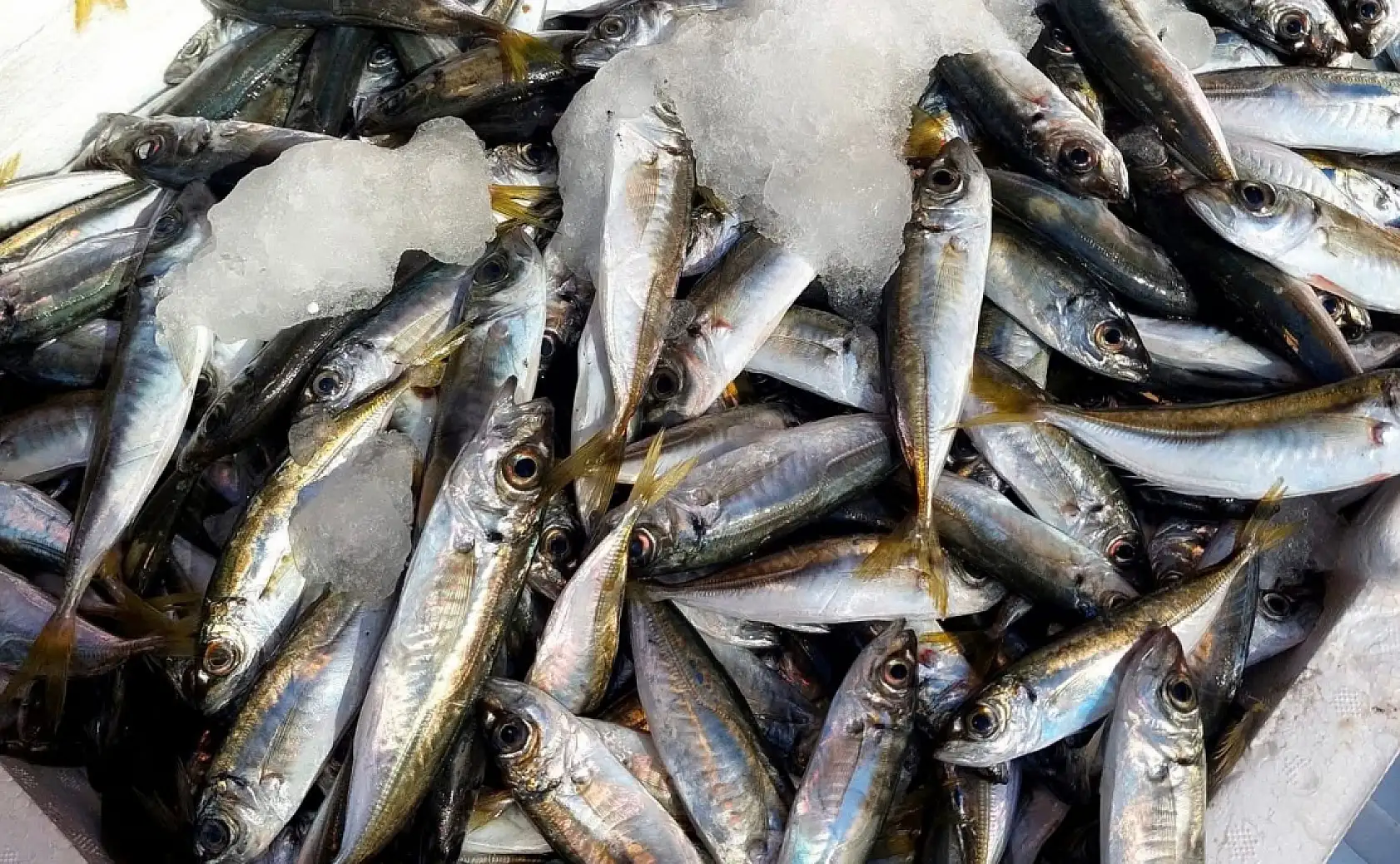 Fethiye'de Av Sezonu Başladı, Balıkçılar Denize Açıldı