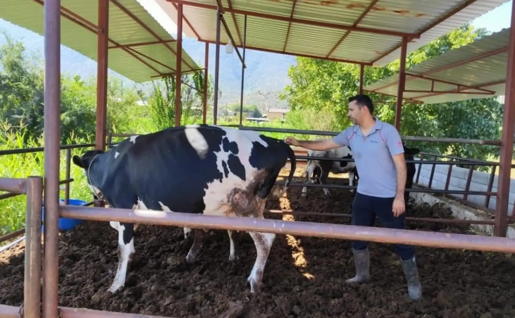 Milas'ta 'şap hastalığı' nedeniyle 11 mahalle karantinaya alındı