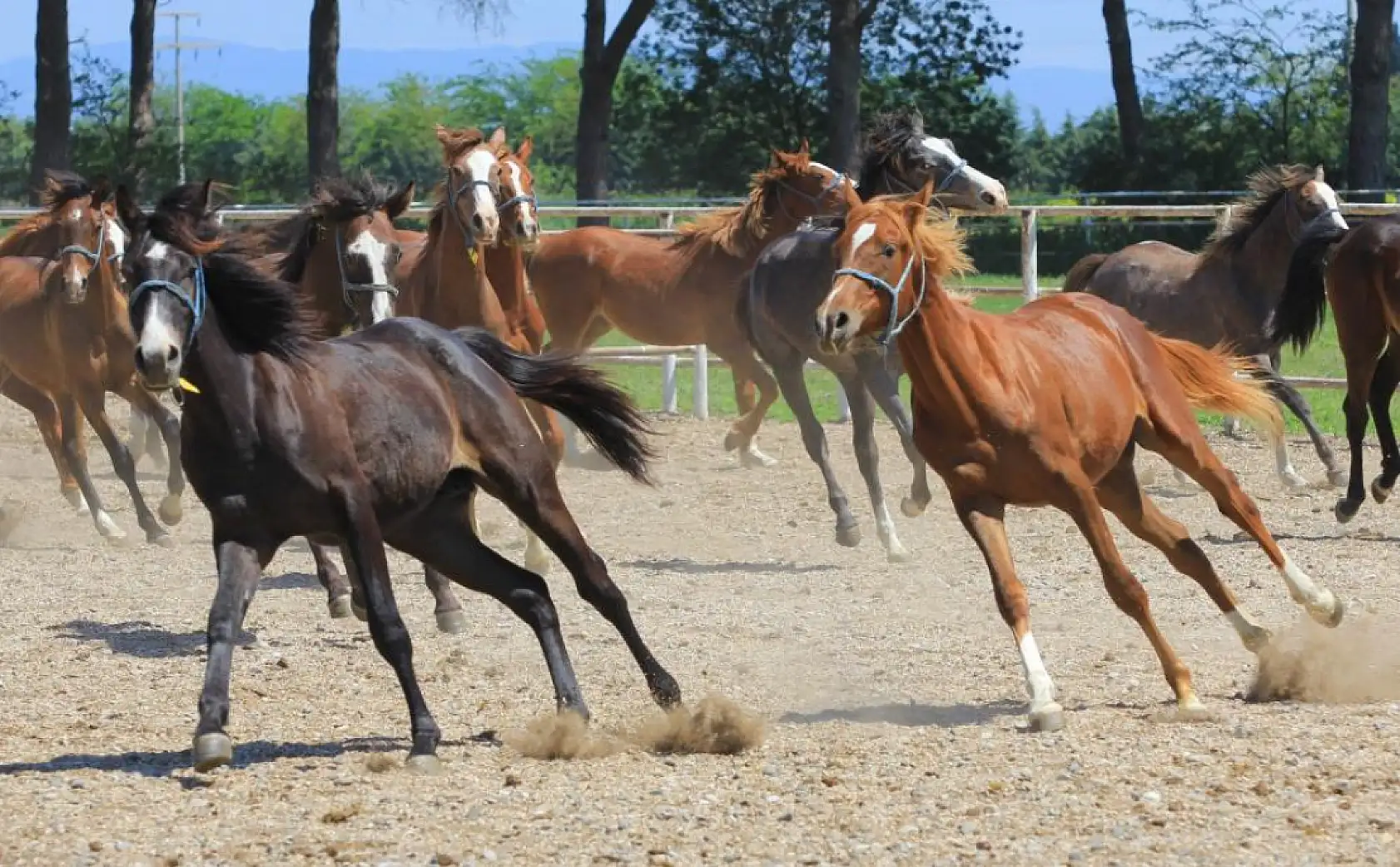 Litresi 2,5 milyon lira yok satıyor