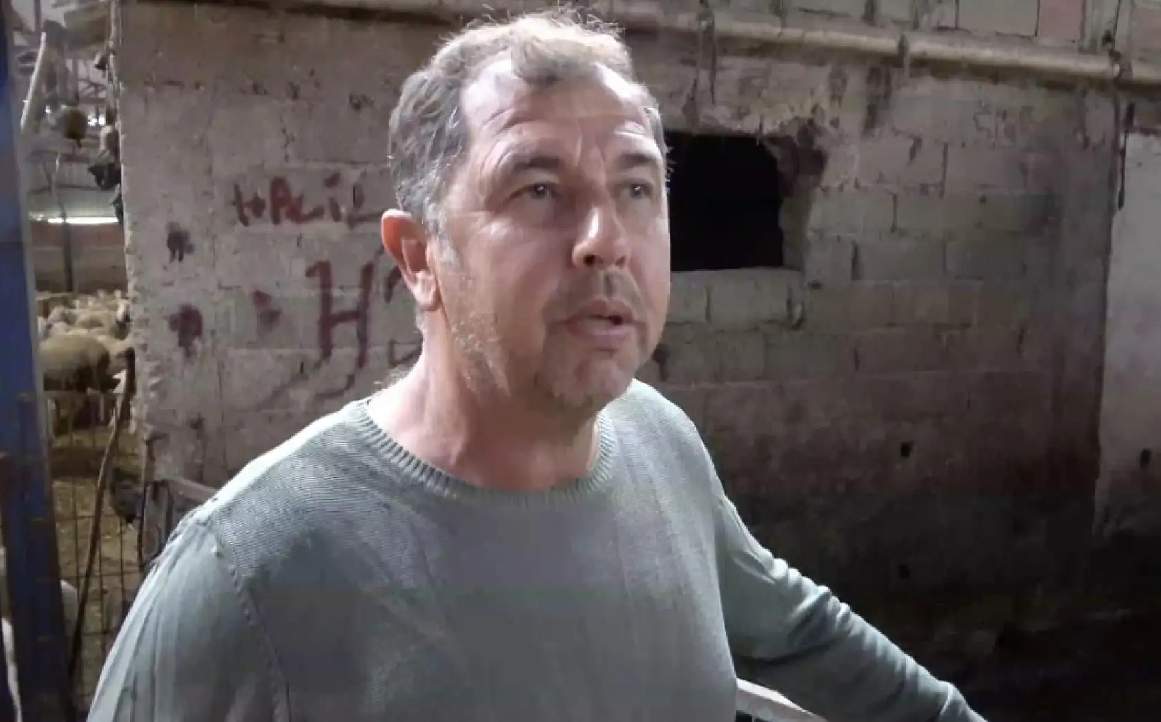 Annesi ve kardeşleri ölen kuzunun yürek burkan hikayesi