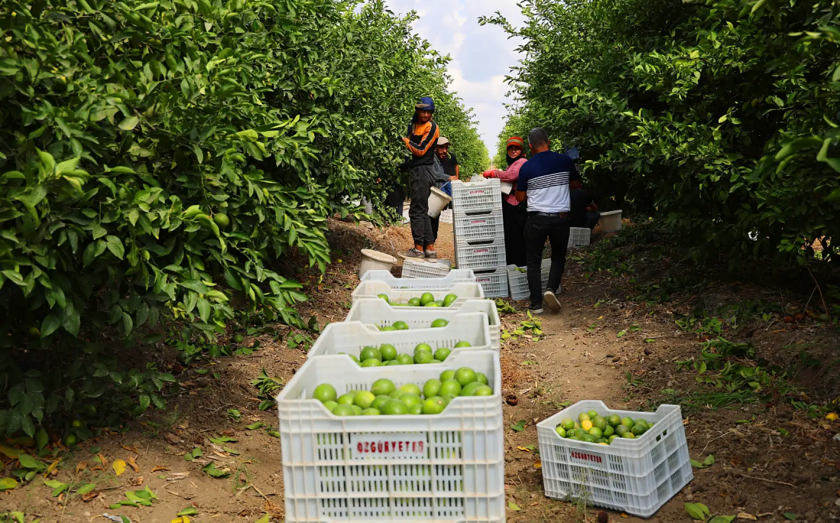 Limonda stokçuların oyunu ortaya çıktı