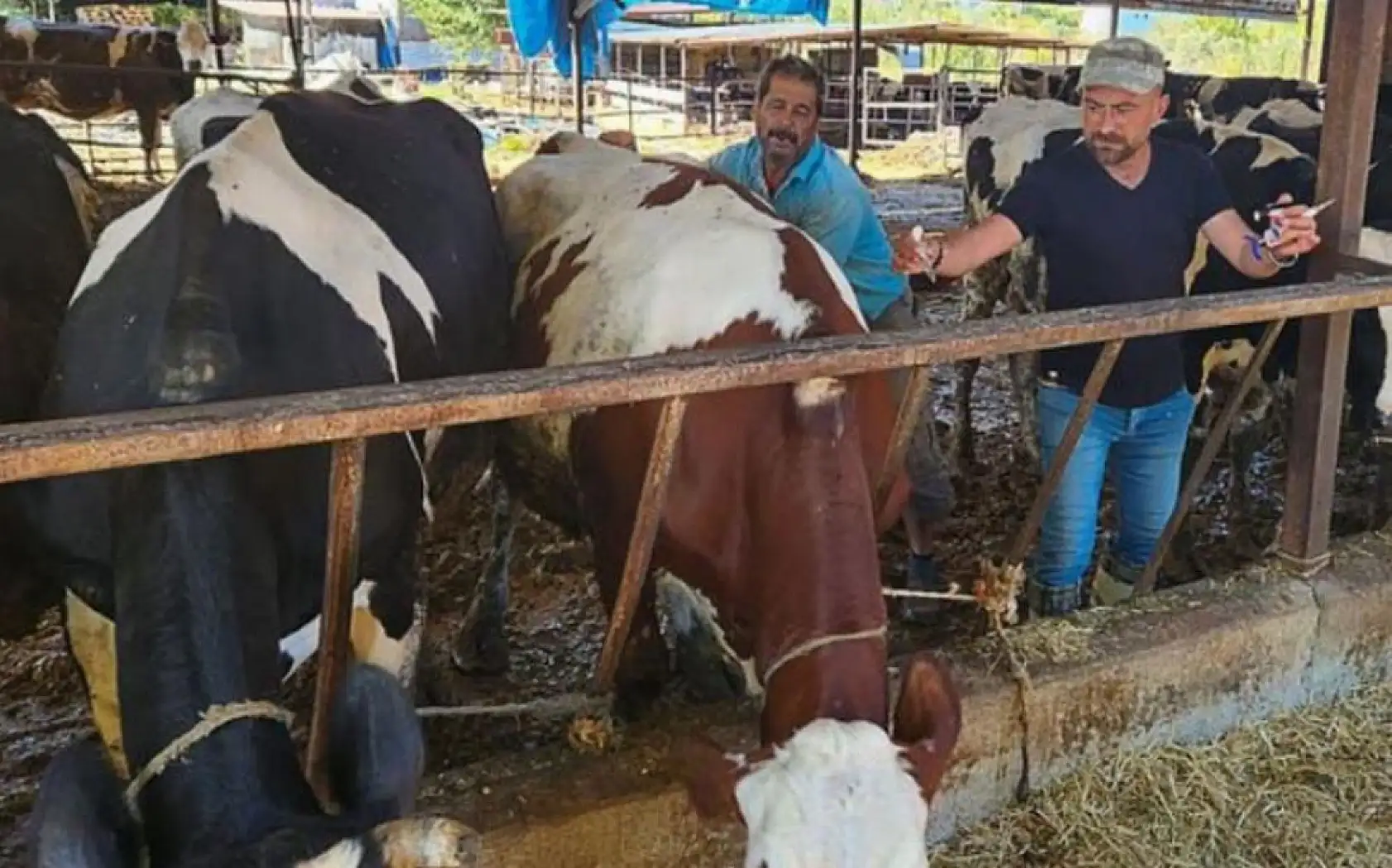 Ortaca'da hayvan sağlığı çalışmaları hızla devam ediyor