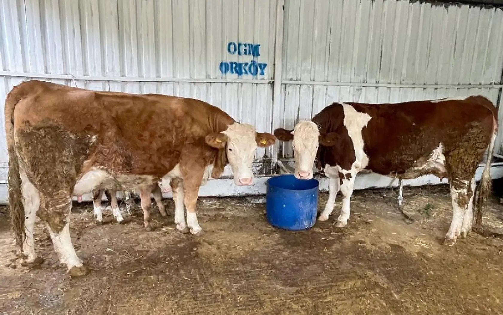 Kavaklıdere'de OR-KÖY desteği