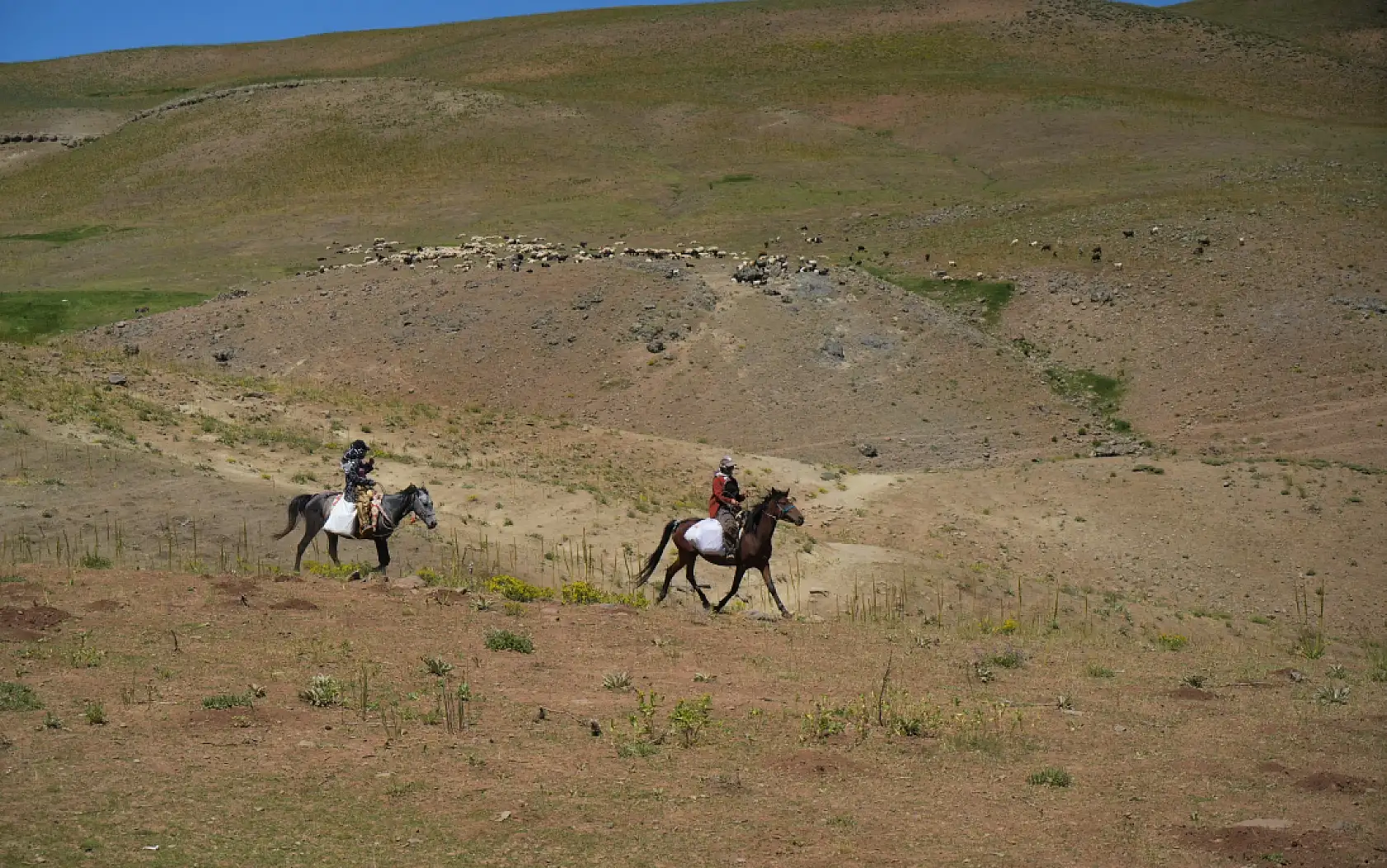 Berivanlar koyunları sağmak için at sırtında 8 kilometre yol kat ediyor