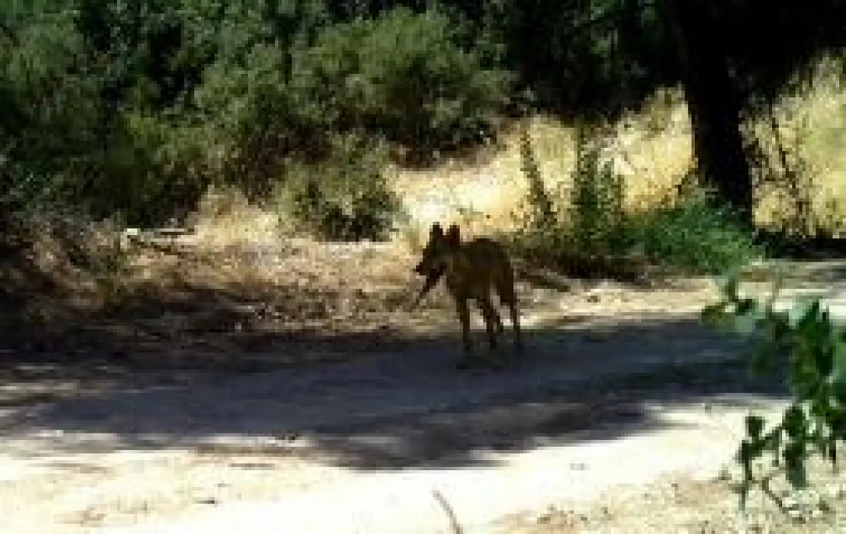 Yaban hayatı fotokapana yakalandı