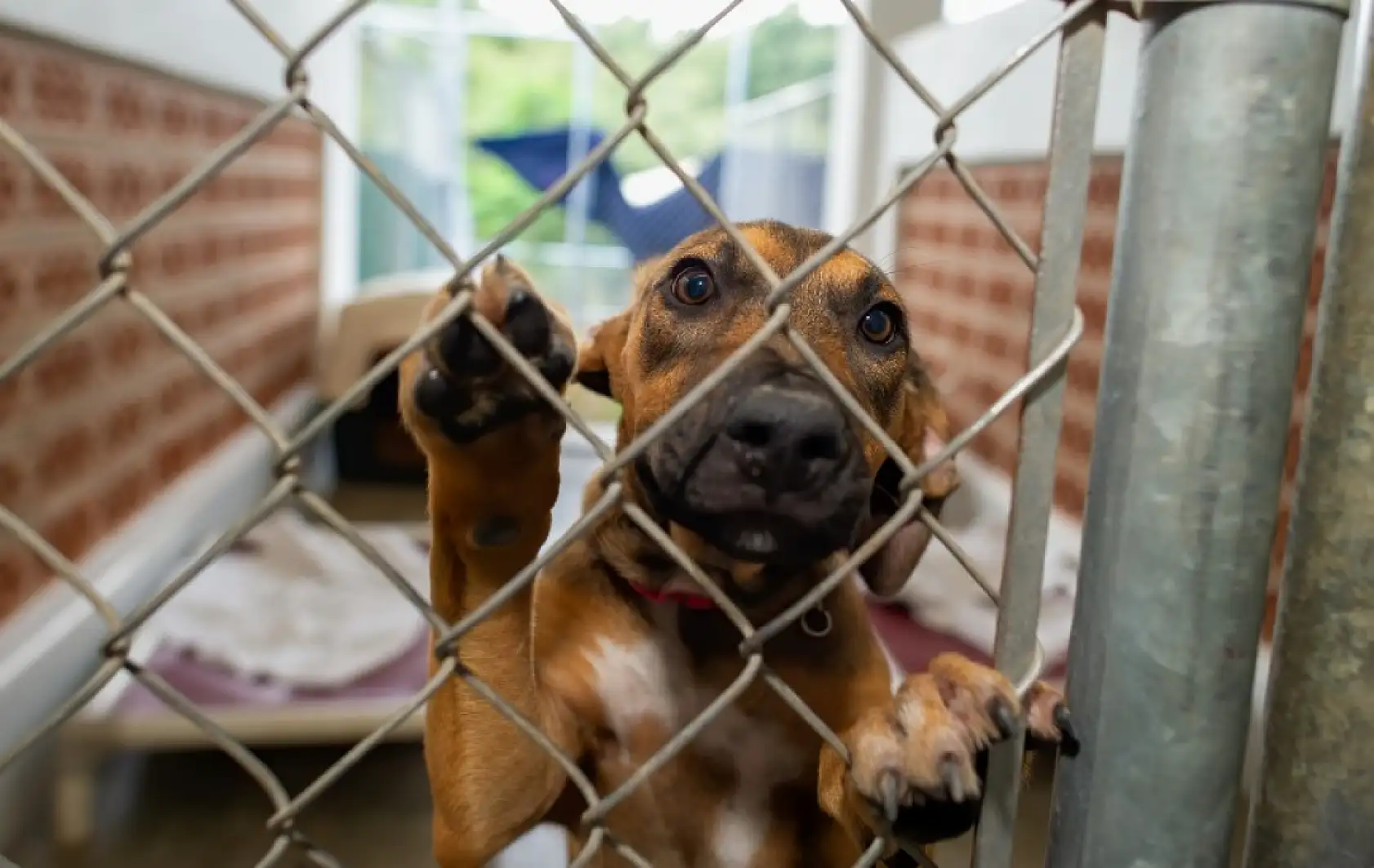 Patiler ve Sevgi Fethiye'yi Birleştiriyor: Sokaklardan Bakımevlerine Kalpleri Isıtacak Gelişmeler!