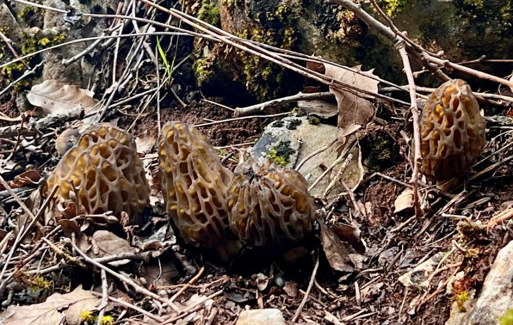 Yağışlar kuzugöbeği mantarı tutkunlarını da sevindirdi