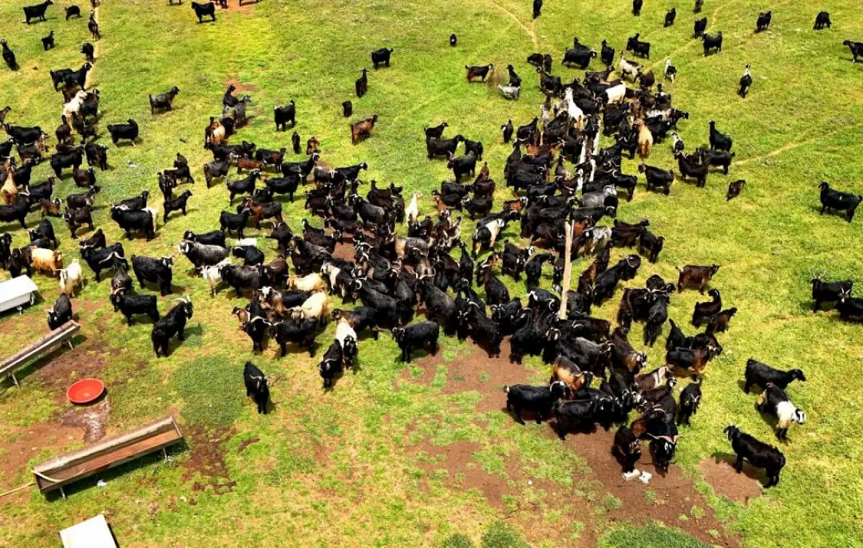 Kurbanlık alacaklar dikkat: İşte 2025 fiyatları