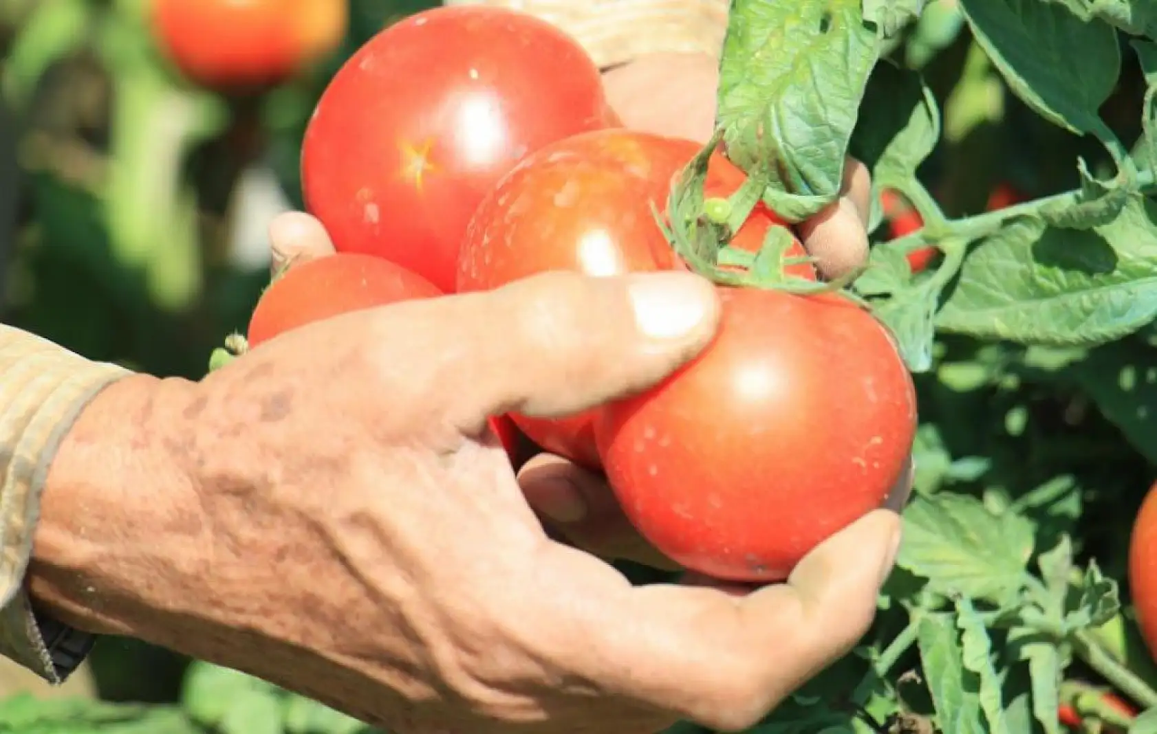 Üretici İlhan: 'Düşen fiyatlar masrafımızı anca karşılıyor'