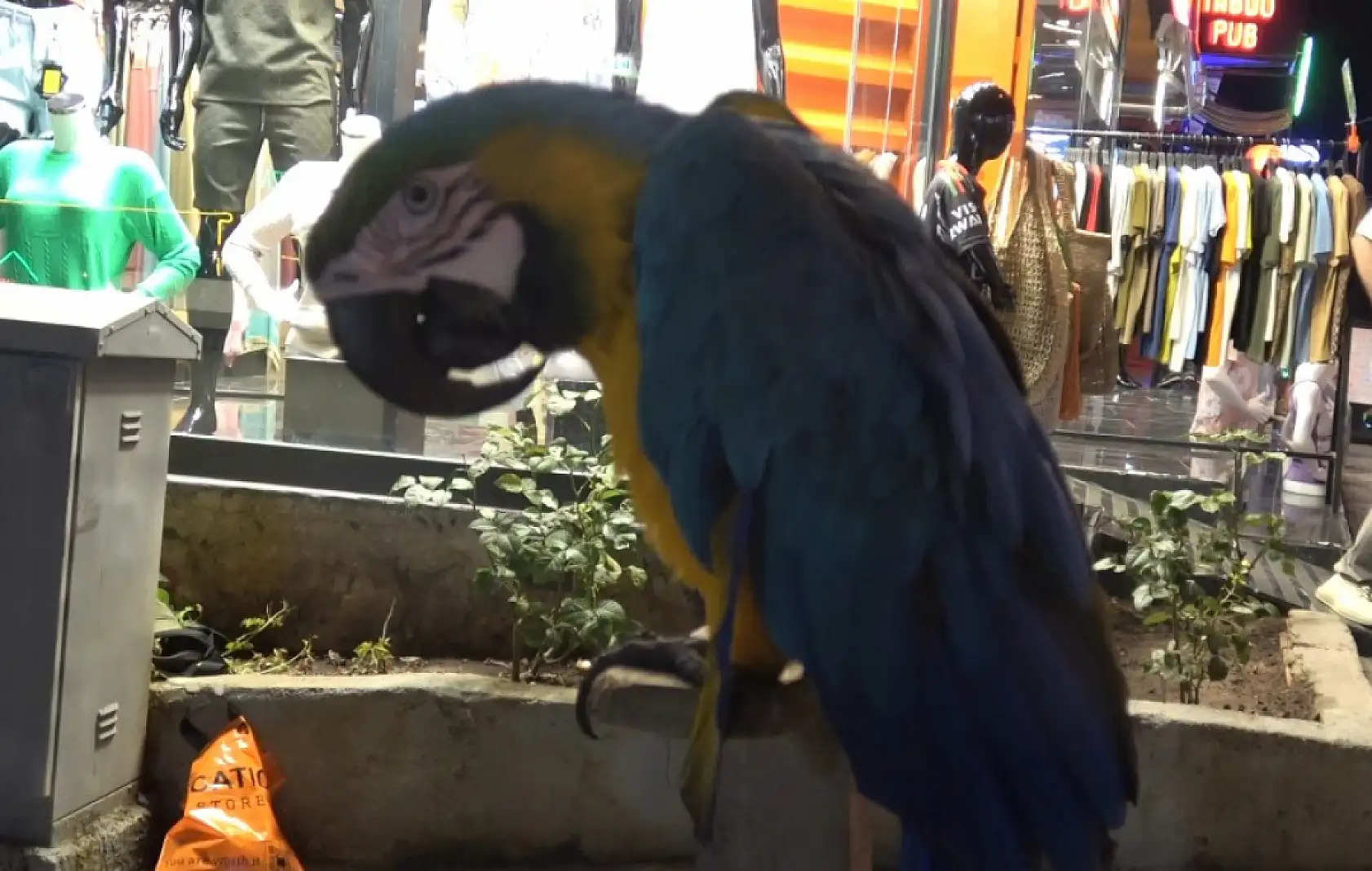 Fethiye Hisarönü'nde eğlence dorukta