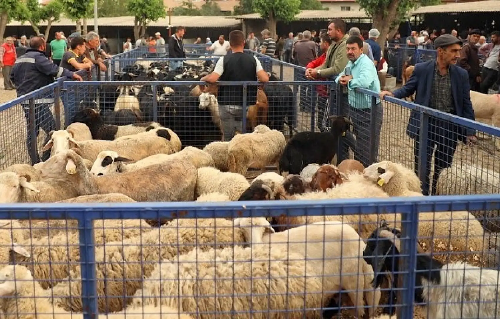 Muğla'da kurban kesim ücretleri belli oldu