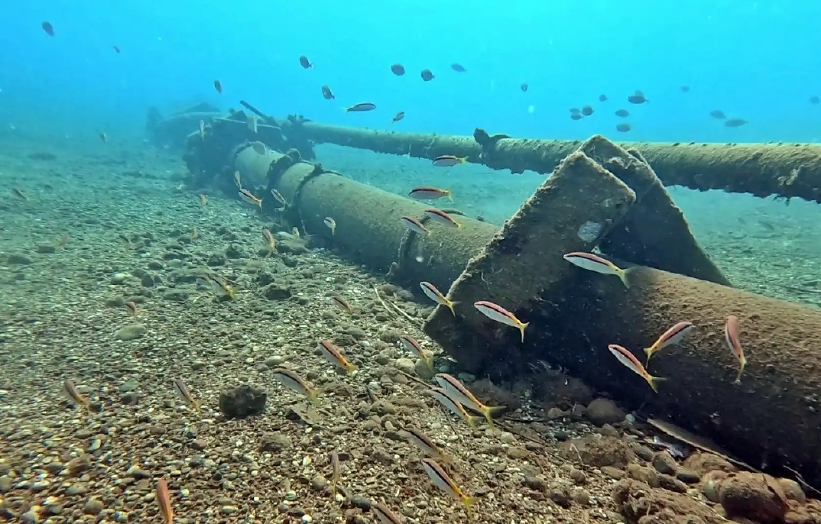 Akdeniz'de balıkların rekabeti: Kızıldeniz'den gelen balık türleri, yerli balıkları baskıladı