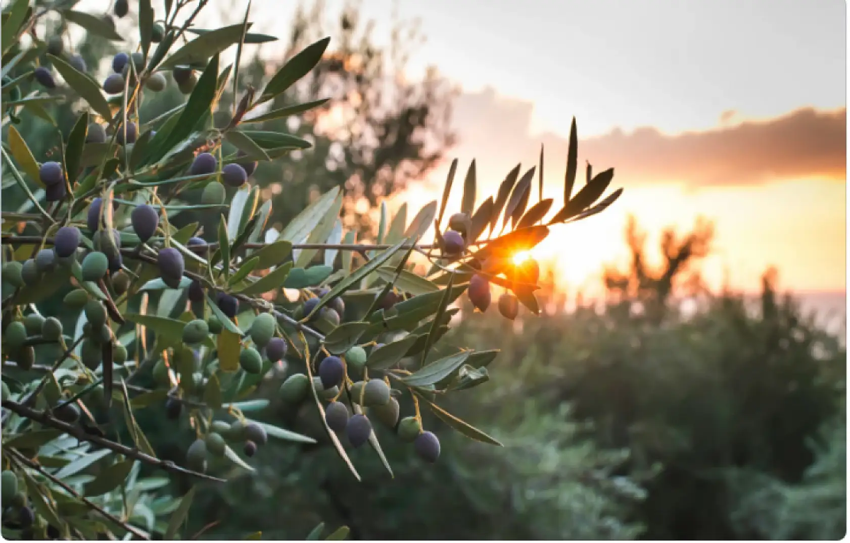 Zeytin üreticilerine 'halkalı leke' uyarısı