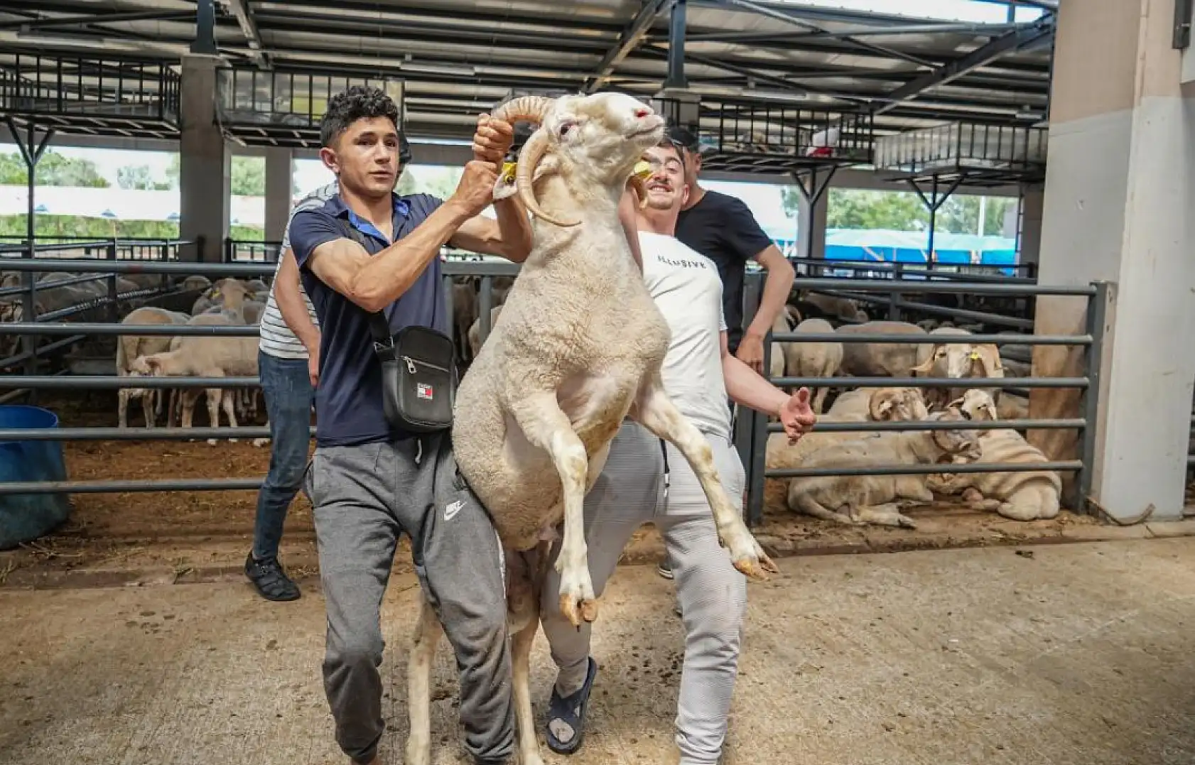 Dört Boynuzlu Koç Sosyal Medyanın Yeni Gözdesi Oldu!