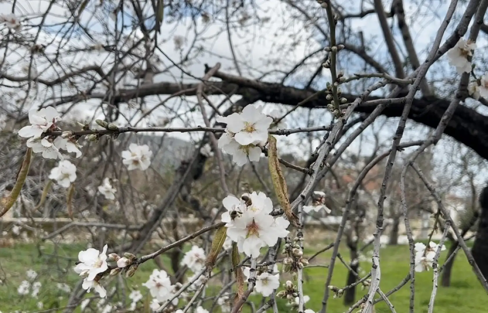 Datça'da badem ağaçları kış ortasında çiçek açtı