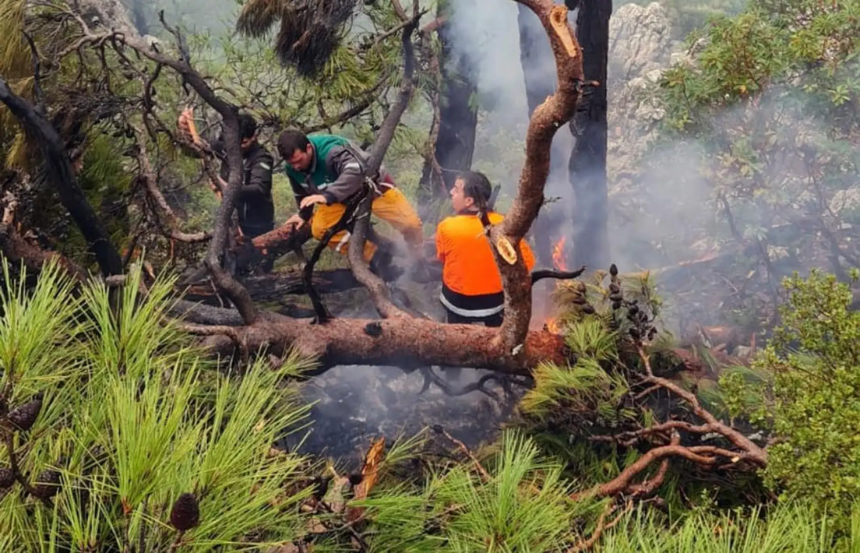 Kış ortasında orman yangını