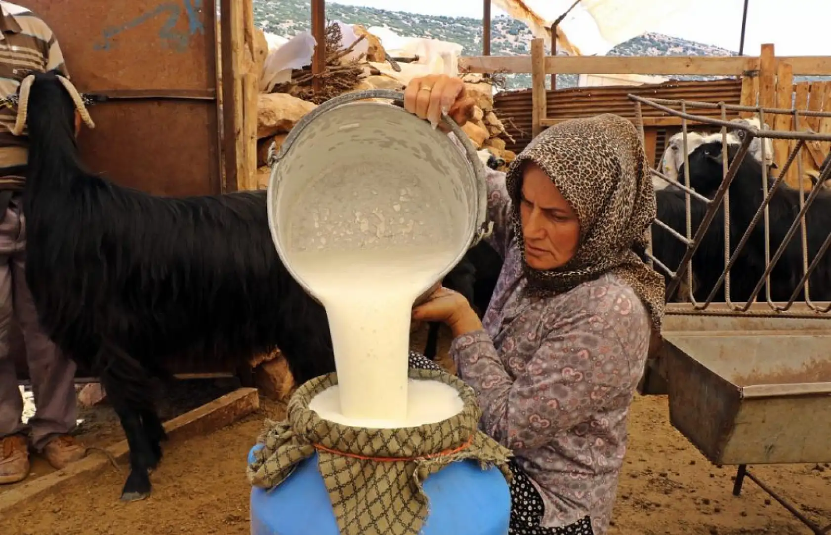 Sürüsüne dadanan kurtlar, çoban kadını dron pilotu yaptı
