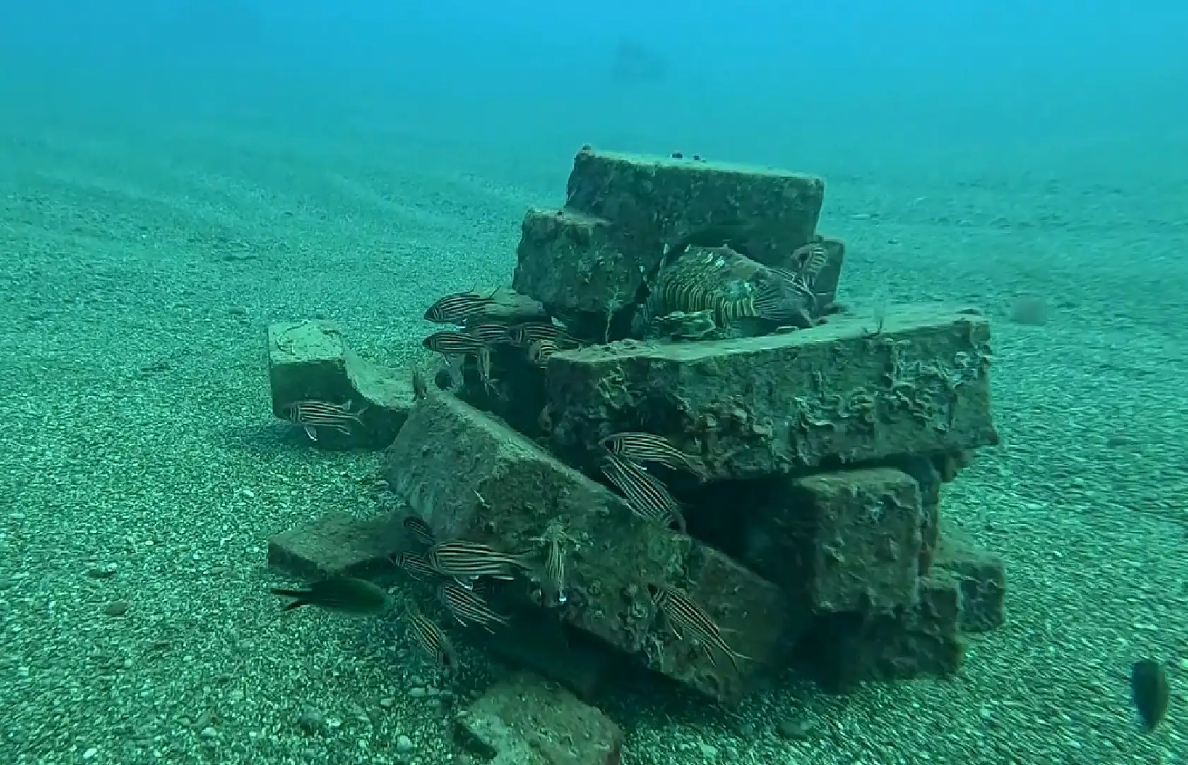 Profesör deniz dibinde taşlardan balıklara yuva yaptı: 12 tür balık içinde yaşıyor