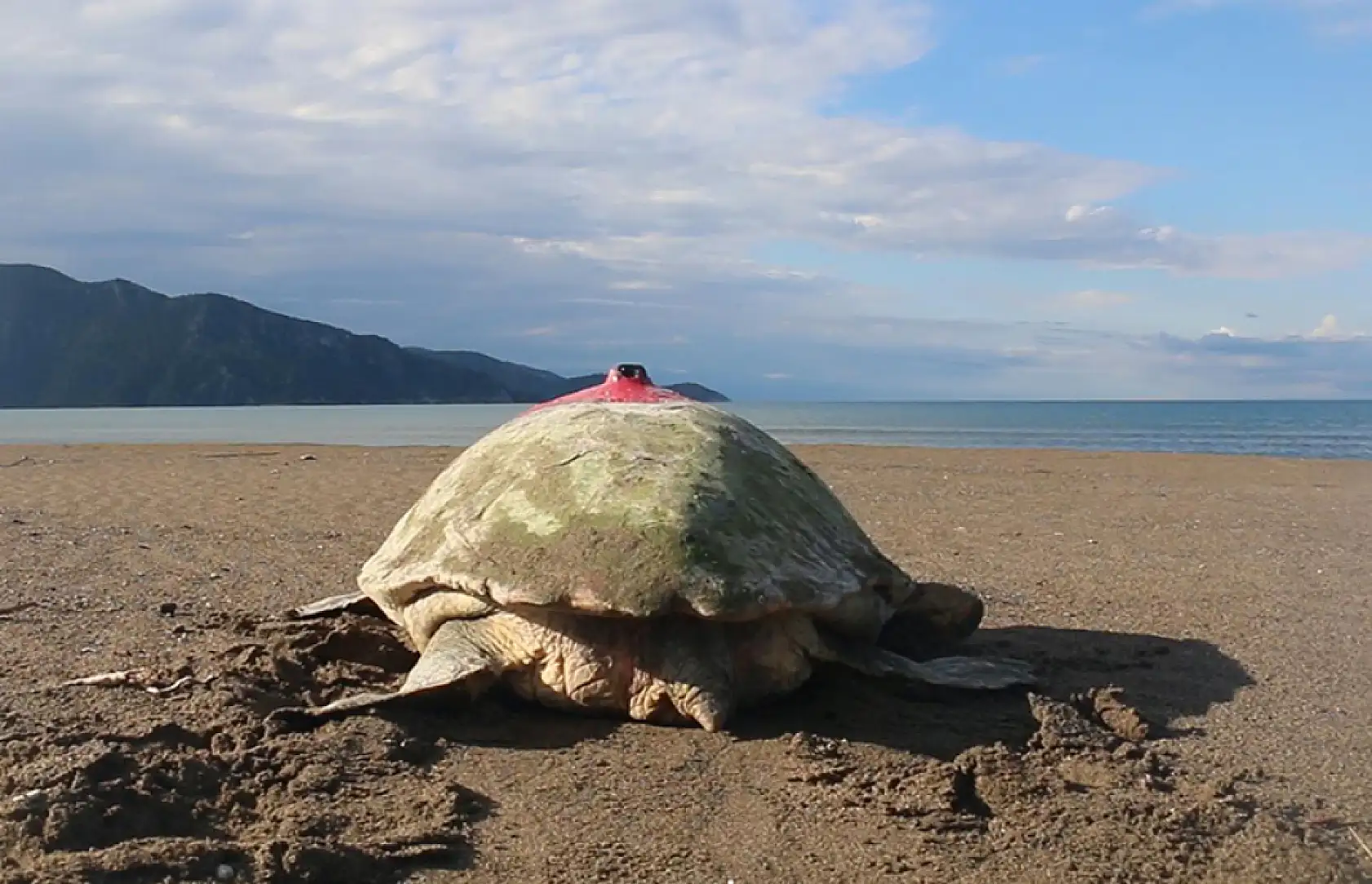 Caretta caretta 'Tuba' ikinci turunda Ege ve Akdeniz'den ayrılmadı