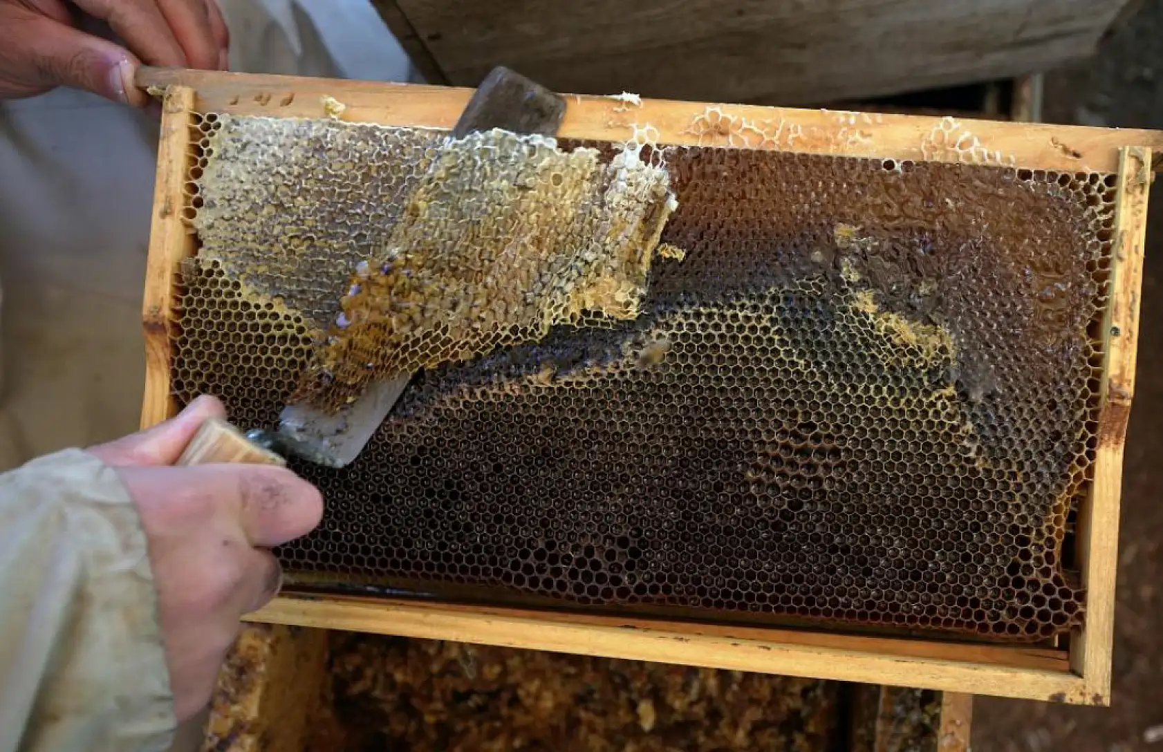 Muğla'da çam balında rekolte sevinci