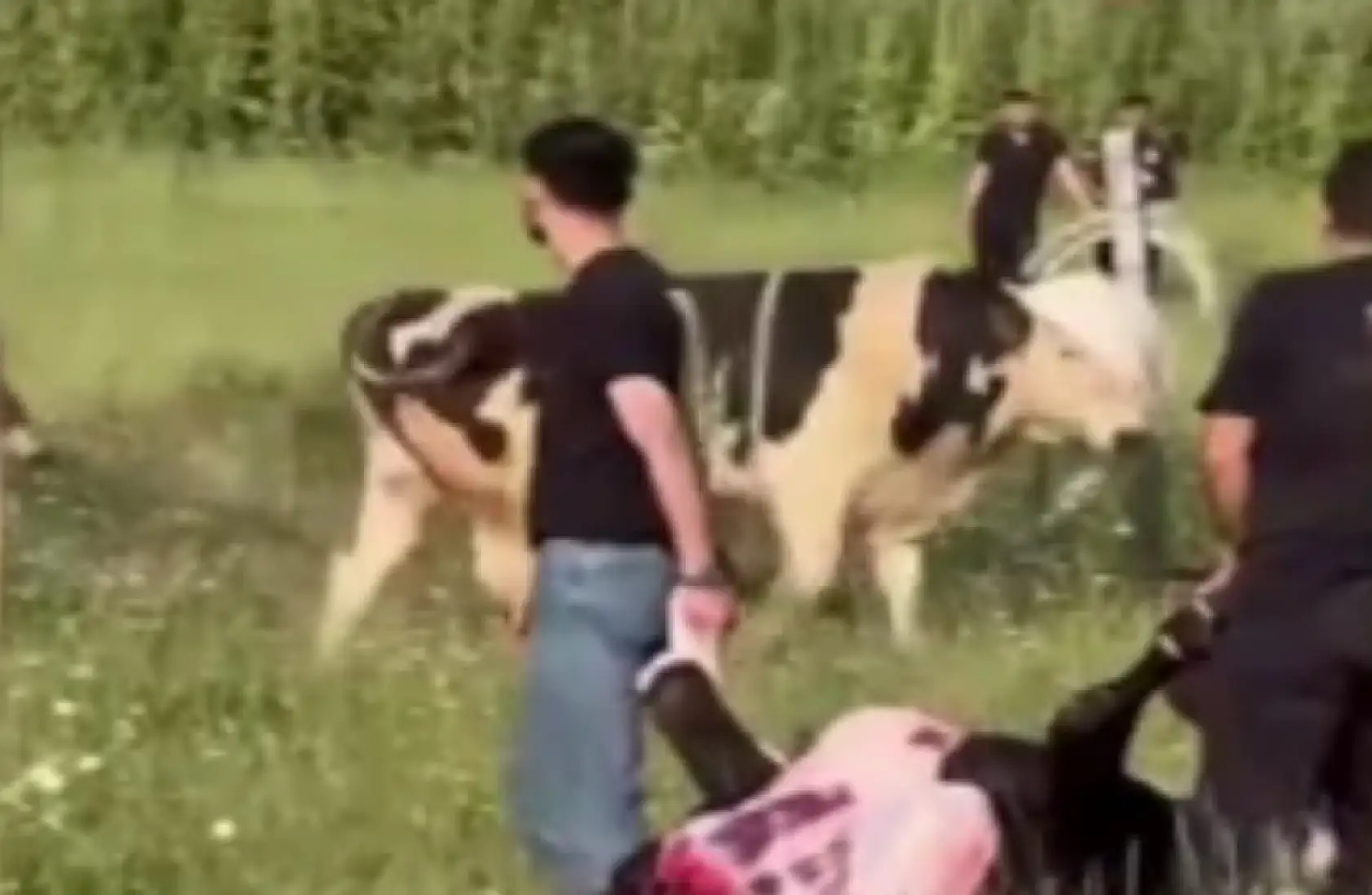 Kurbanlığı kaçırdılar, boş arazide peşinde koştular