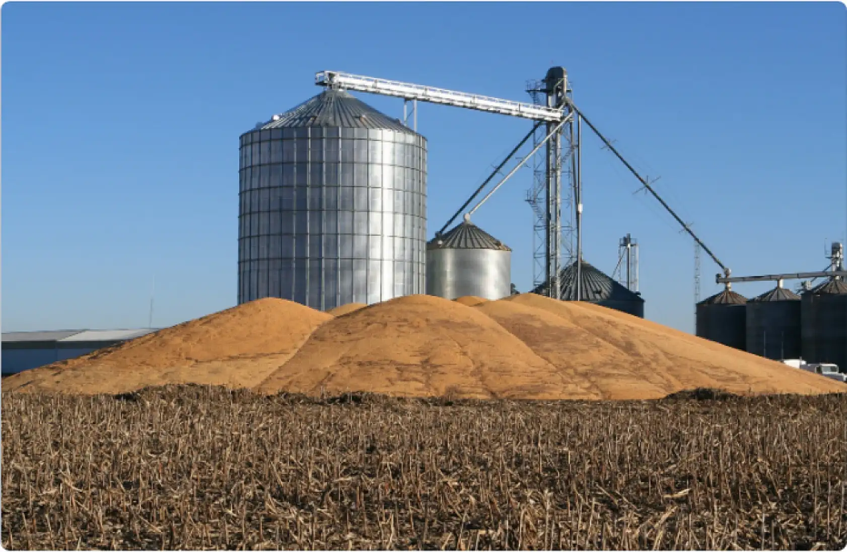 Küresel tahıl üretimi artıyor! 2025/2026 sezonu tahminleri açıklandı