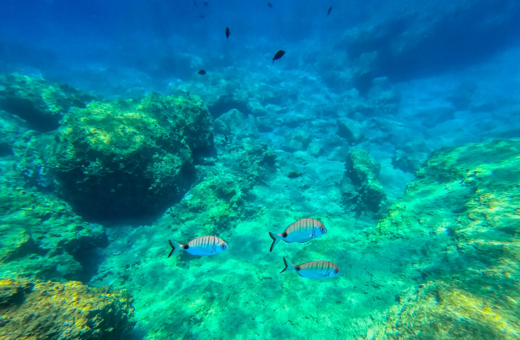 Fethiye'nin su altı dünyası dalış tutkunlarını ağırlıyor