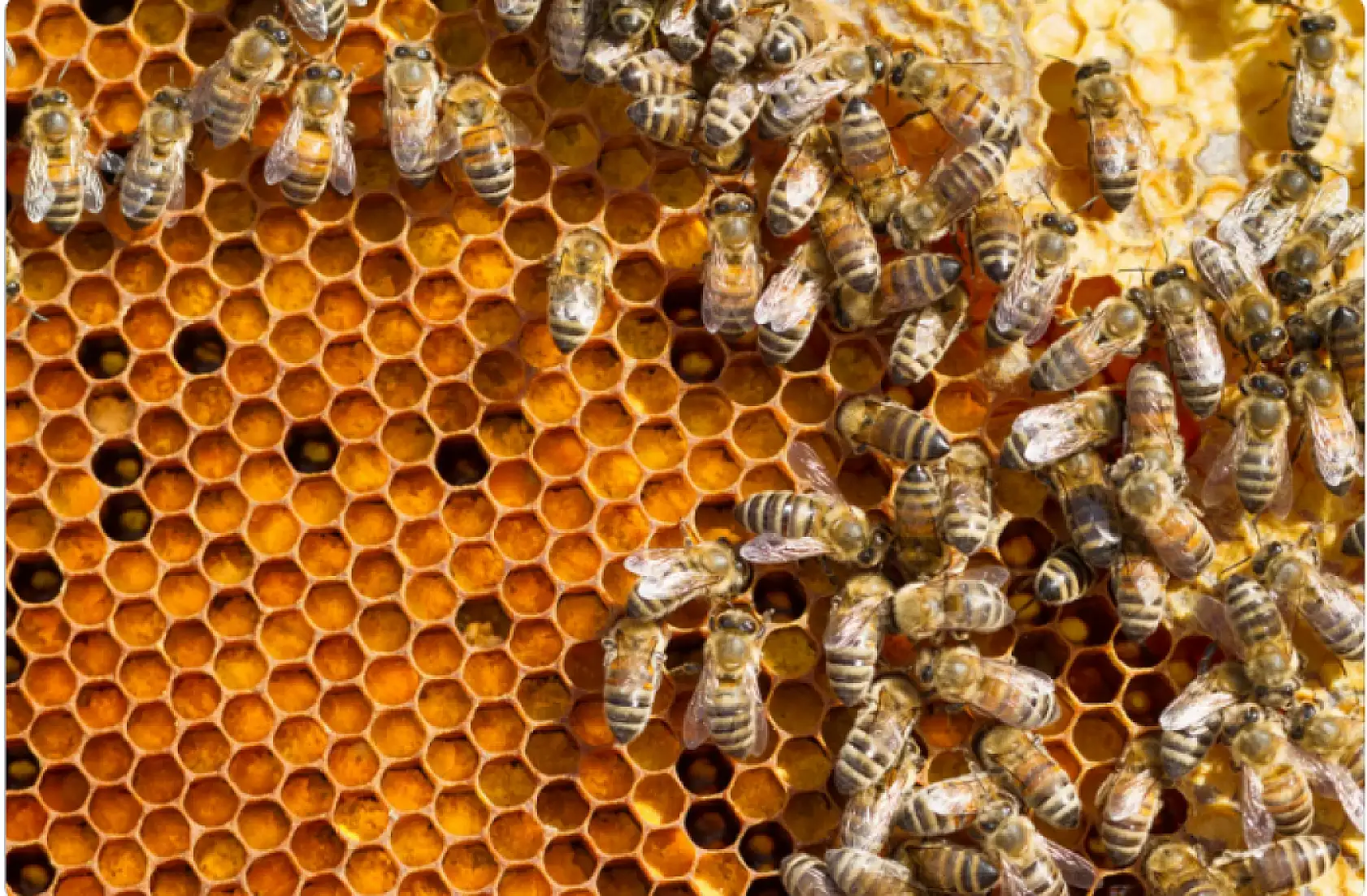 Arı ölümleri artıyor! Soğuk hava kovanları vurdu, bal üreticisi korkuyor