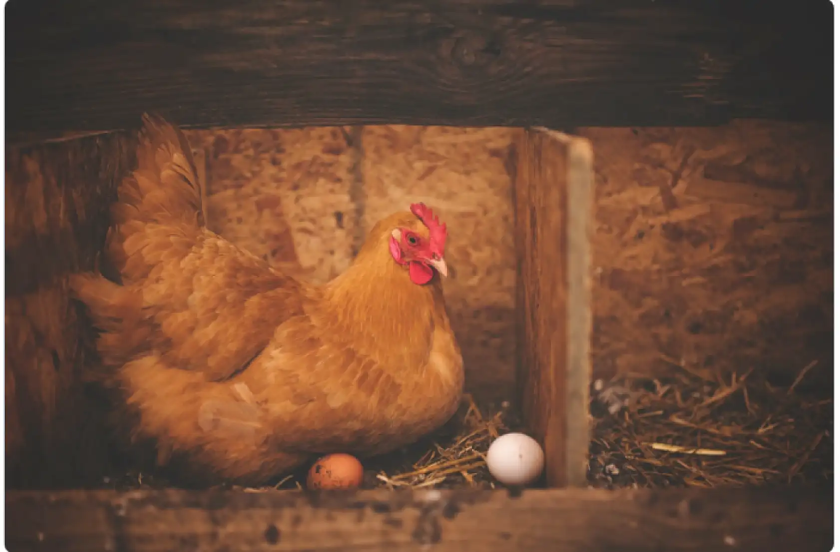 Tavuklarınızın ibik, sakal ve bacaklarında mor renk varsa dikkat