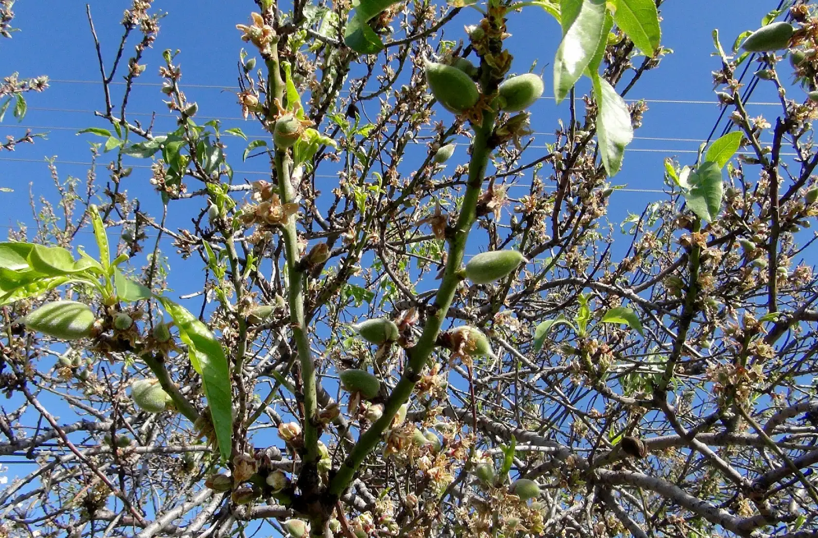 Datça'da üreticide 700, tüketiciye 2 bin 500 lira