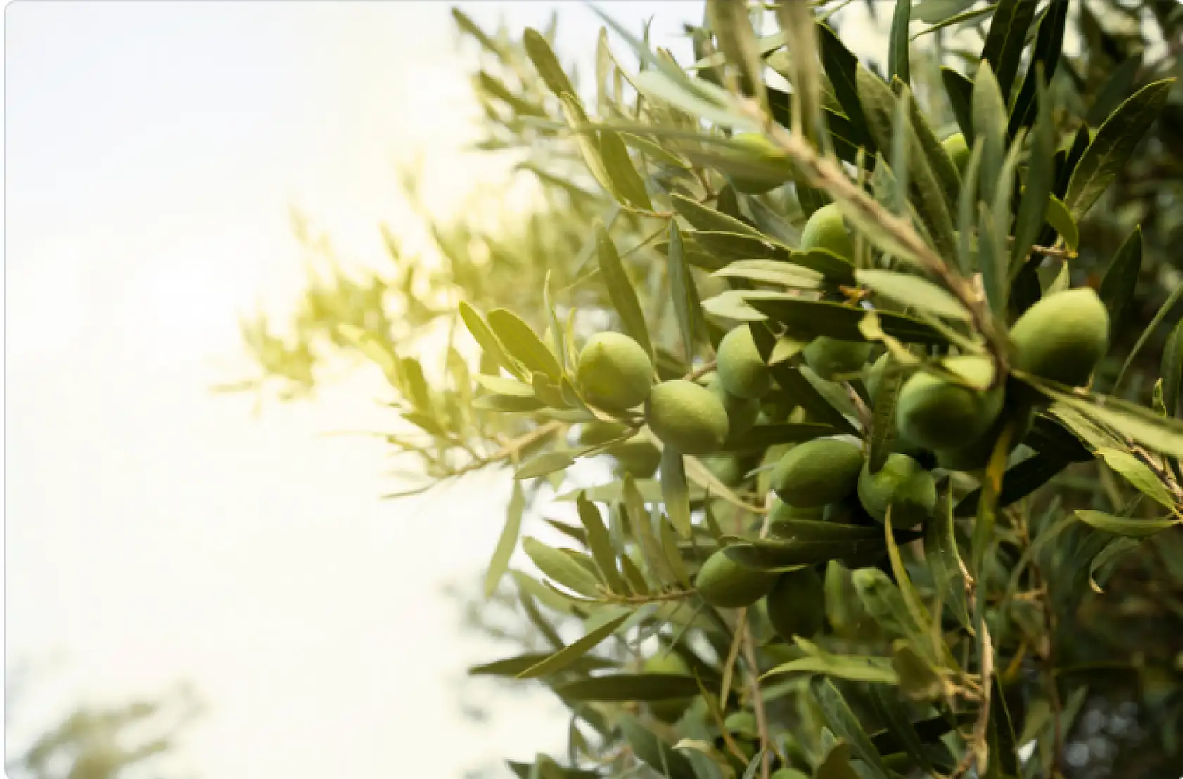 Hasat sonrası zeytin ağaçlarını budamayın gübre atmayın