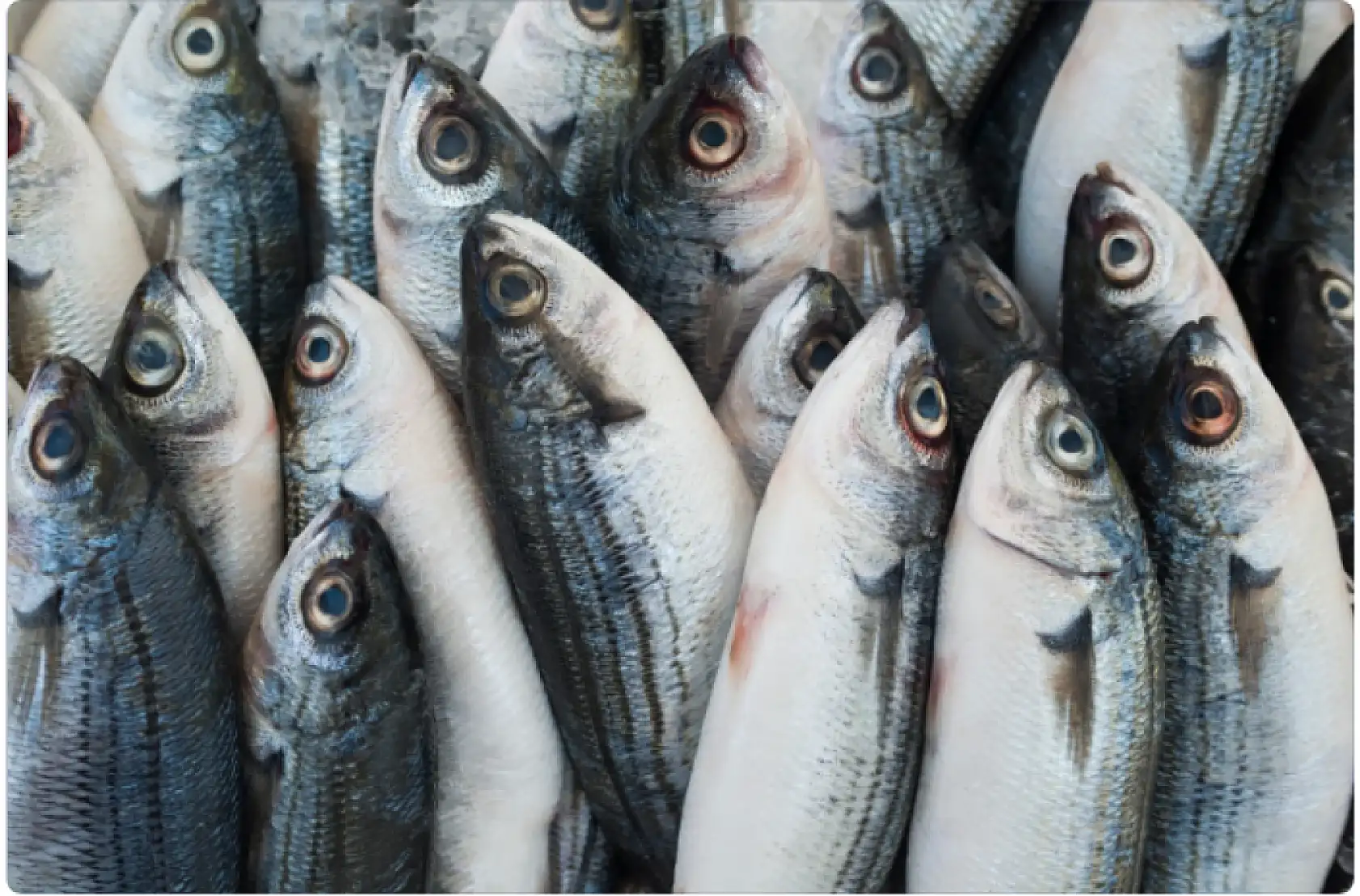 Denizlerde av yasağı başlıyor! Cezalar dudak uçuklattı