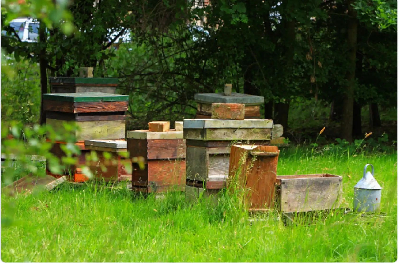 Arı ölümleri artıyor! Soğuk hava kovanları vurdu, bal üreticisi korkuyor