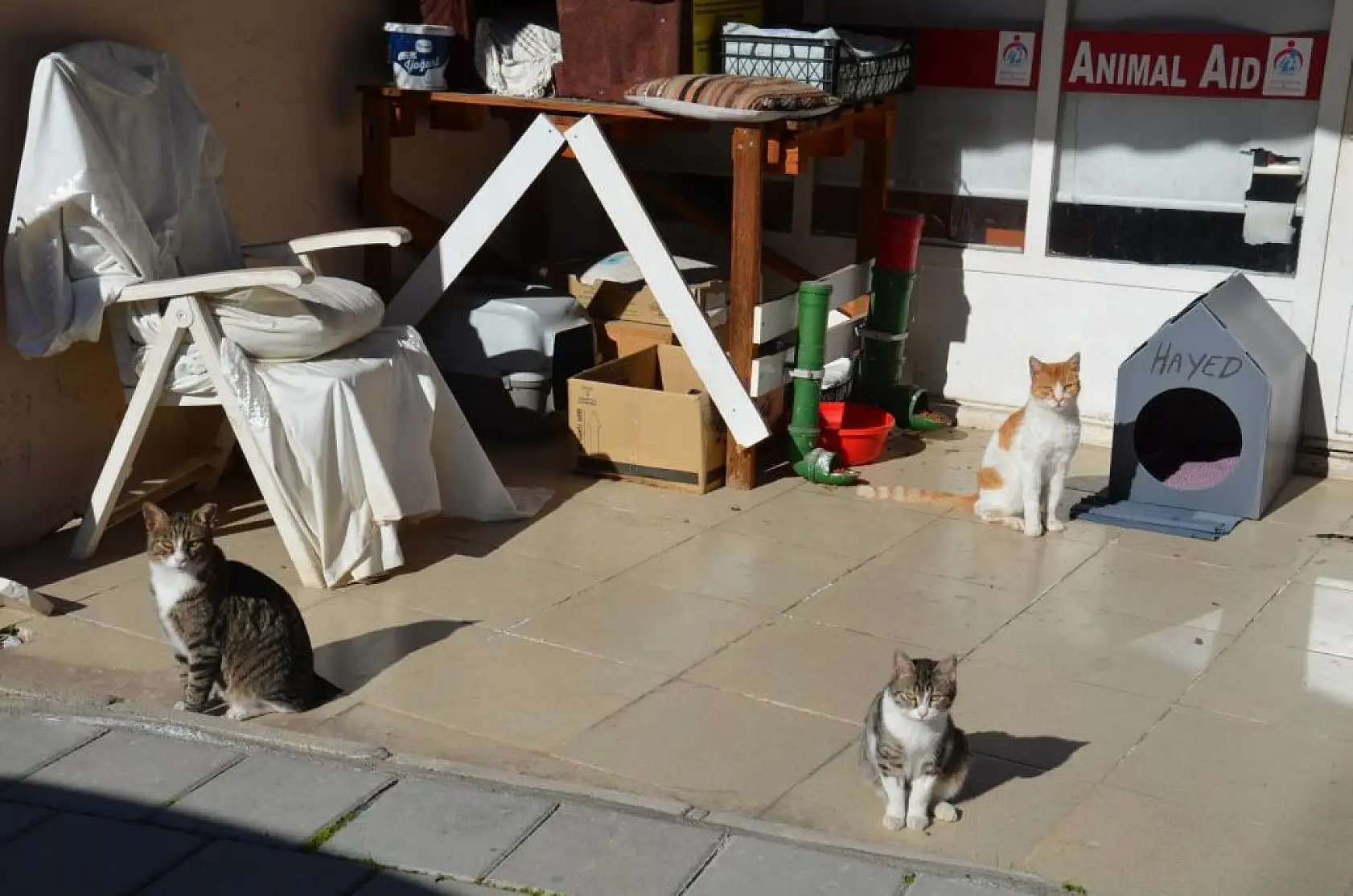 İskoçya'dan Fethiye'ye Geldi, Sokak Hayvanlarına Umut Oldu