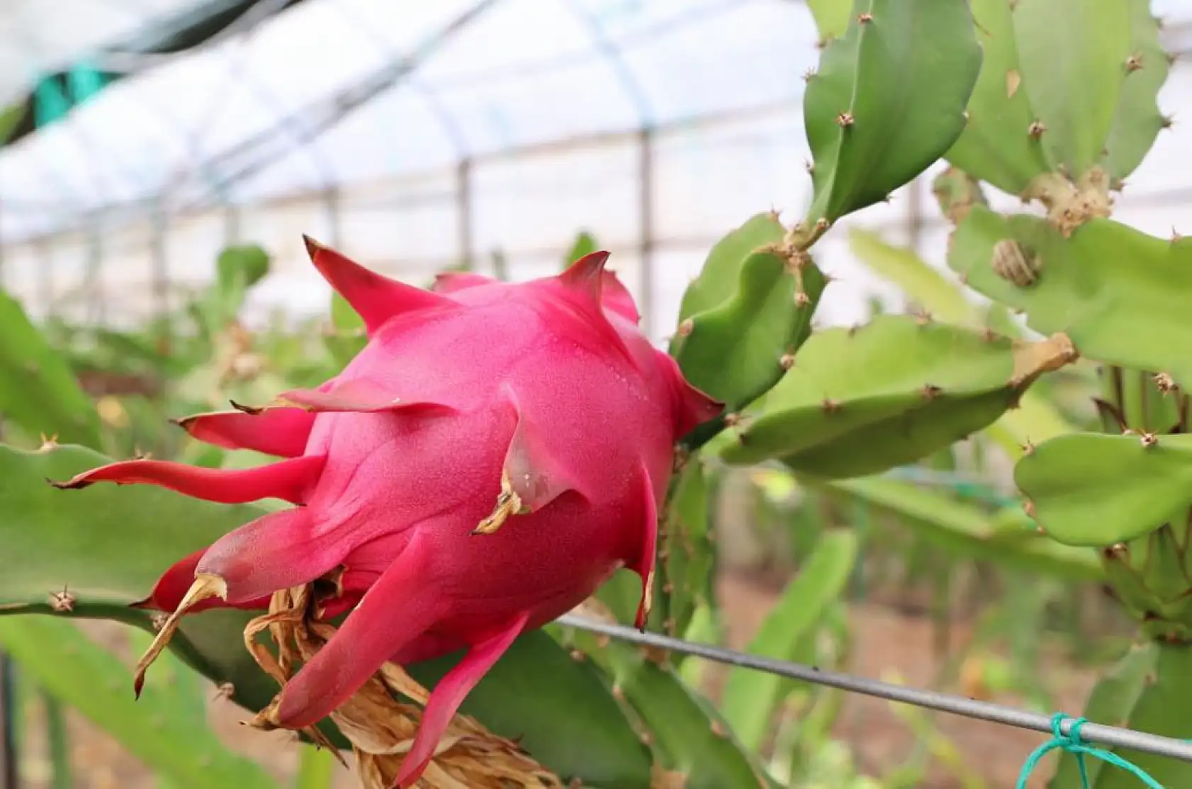 Ejder meyvesi en çok kurutulan ürünler arasına girdi