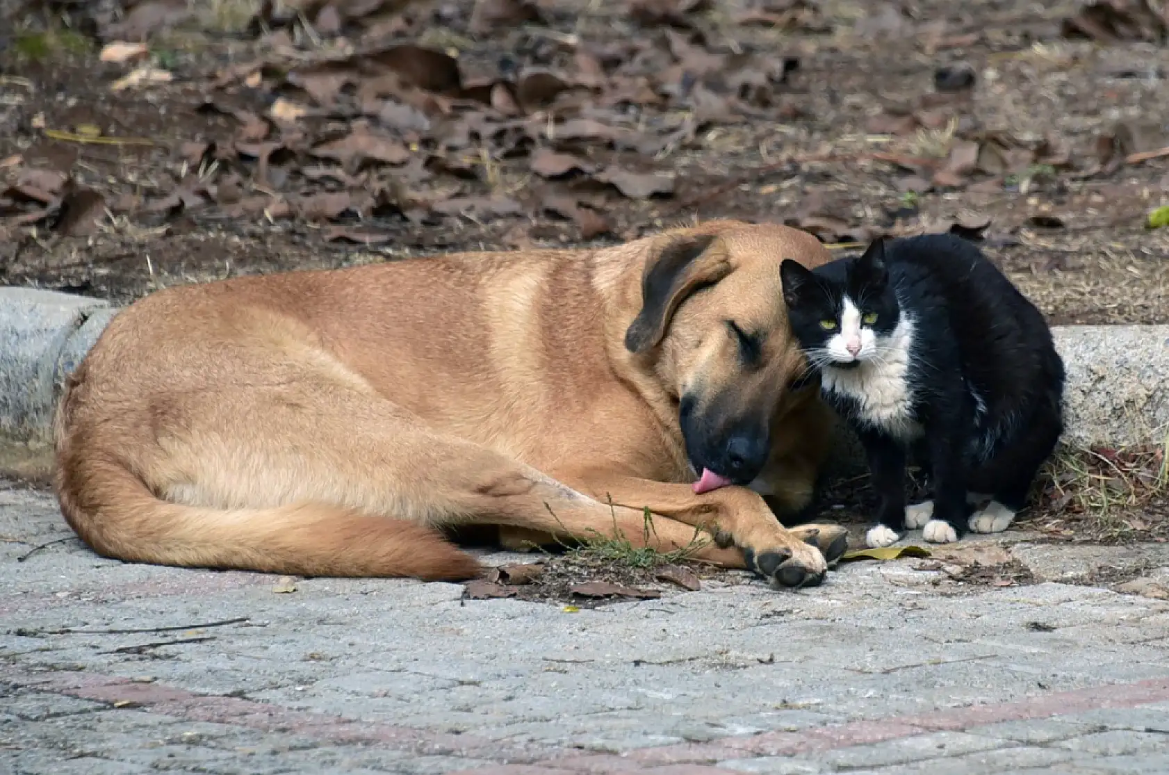 Bilginin sevgiyle bütünleştiği Muğla Sıtkı Koçman Üniversitesinden iç ısıtan fotoğraf