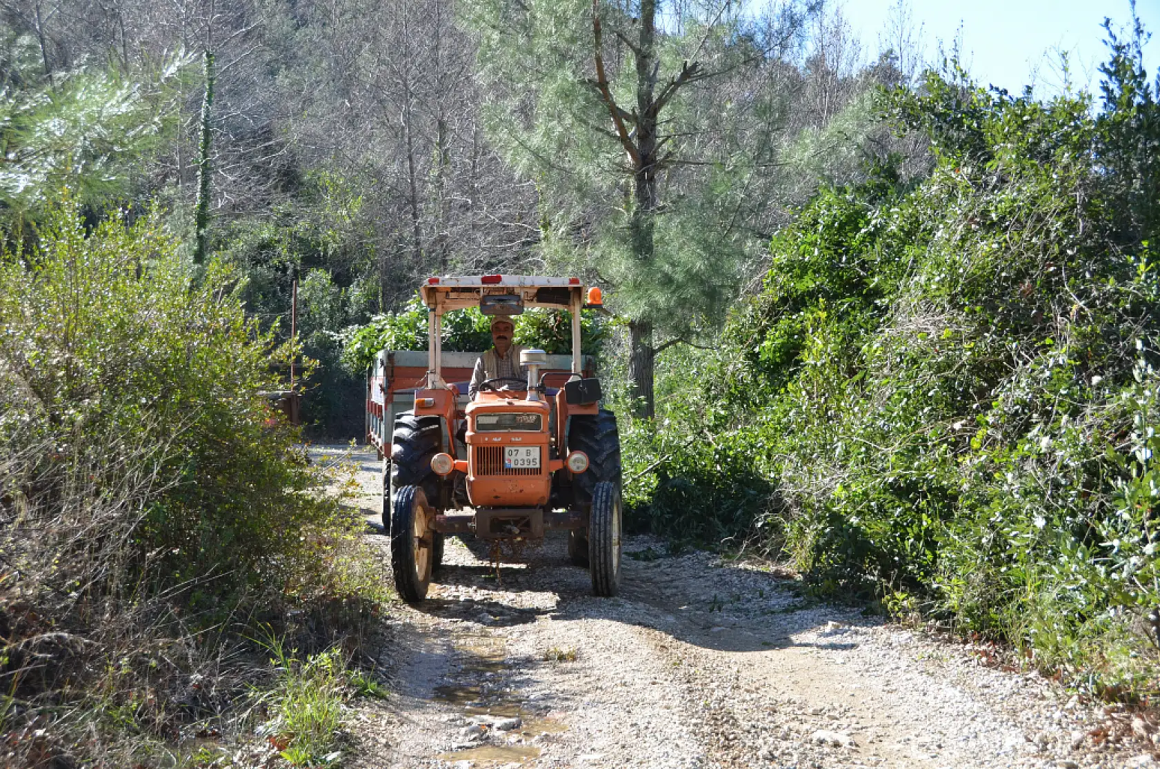 Köylülerin alın teriyle dünya pazarına Defne yaprağına rekor fiyat