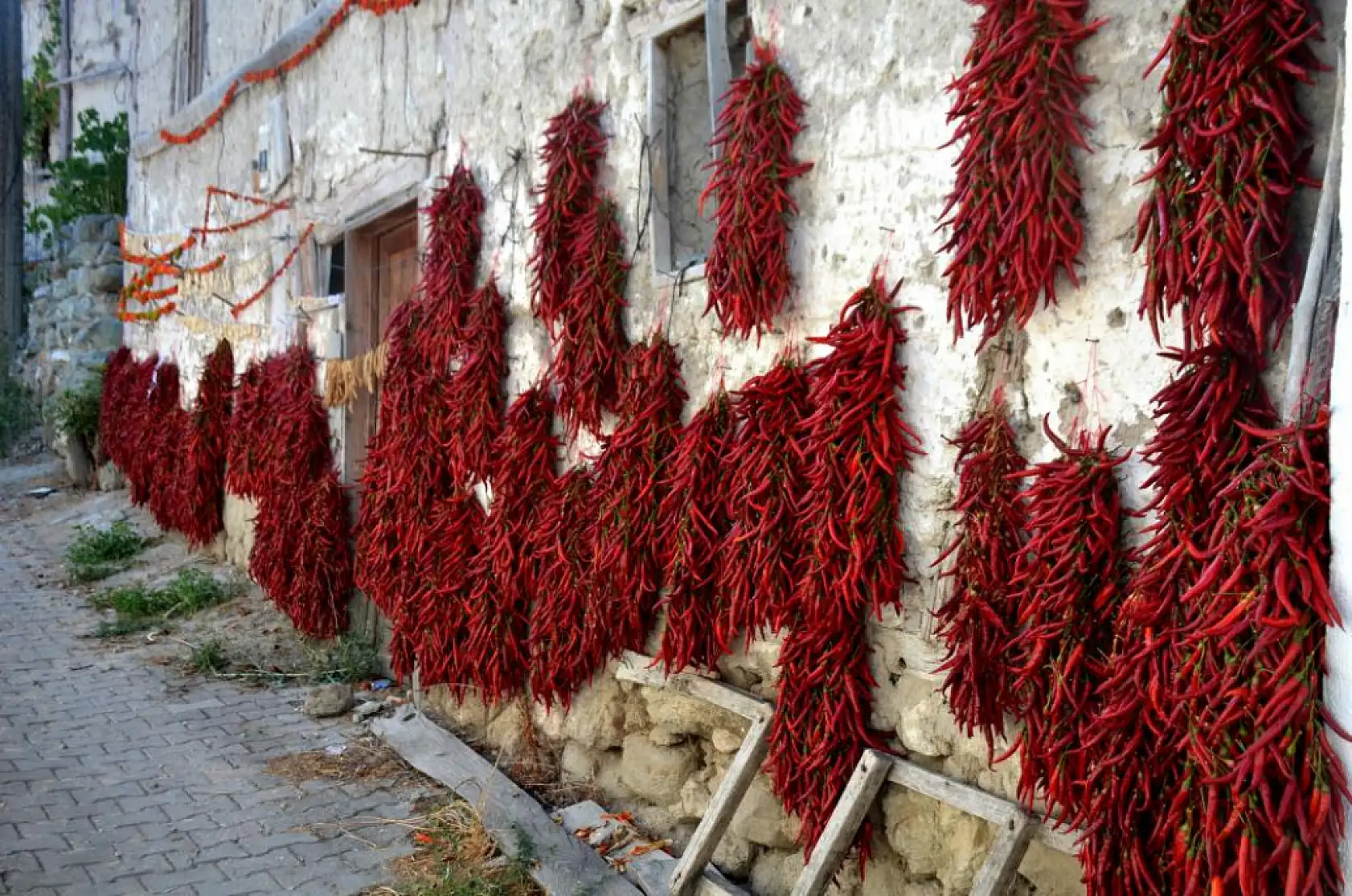 160 yıldır aynı tohumdan acı biber üretiyorlar
