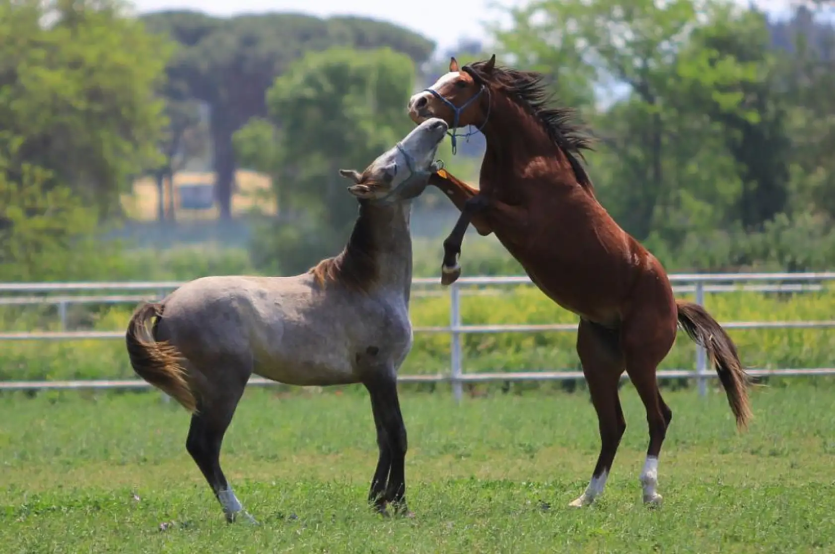 Litresi 2,5 milyon lira yok satıyor