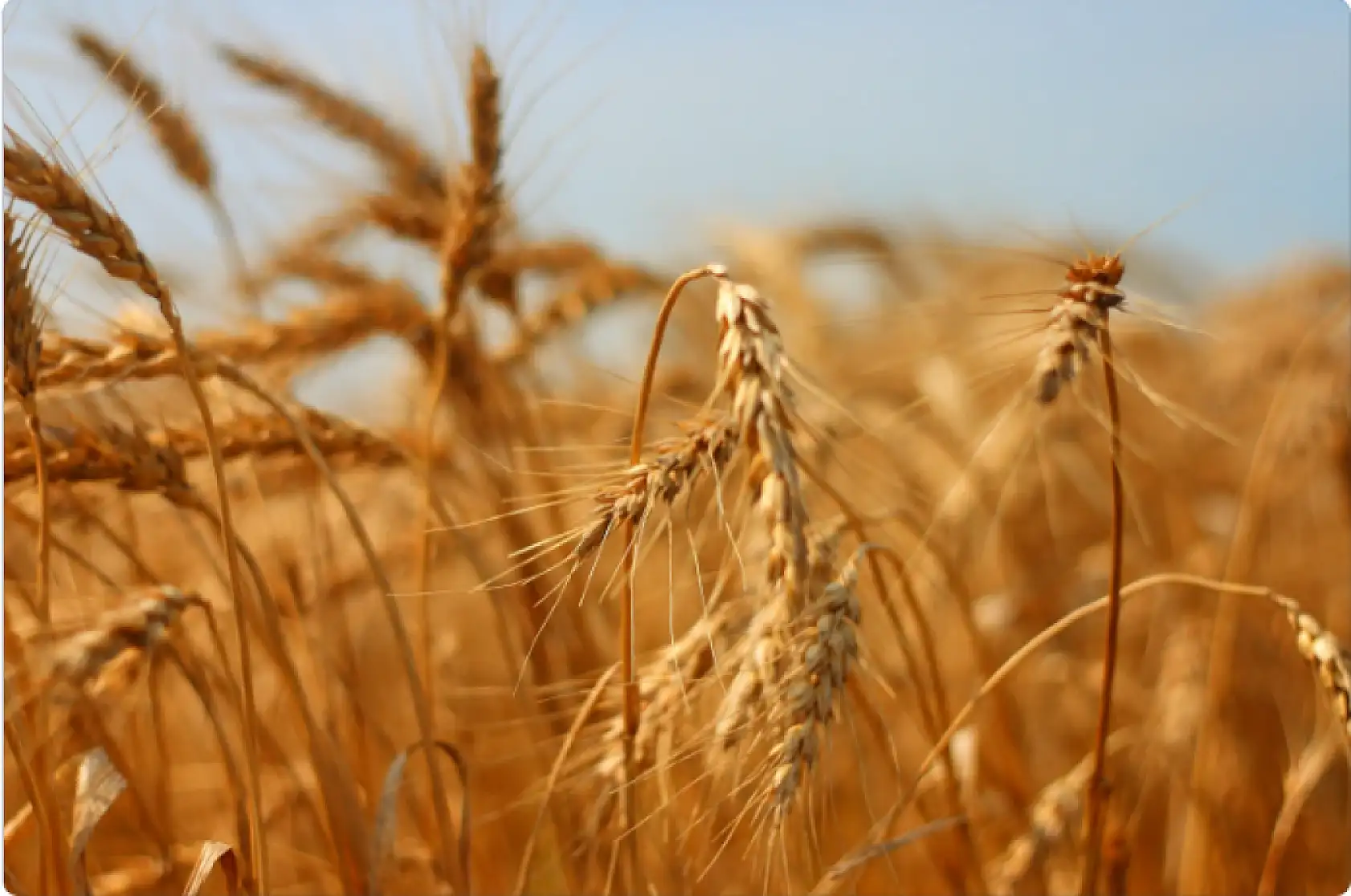 Küresel tahıl üretimi artıyor! 2025/2026 sezonu tahminleri açıklandı