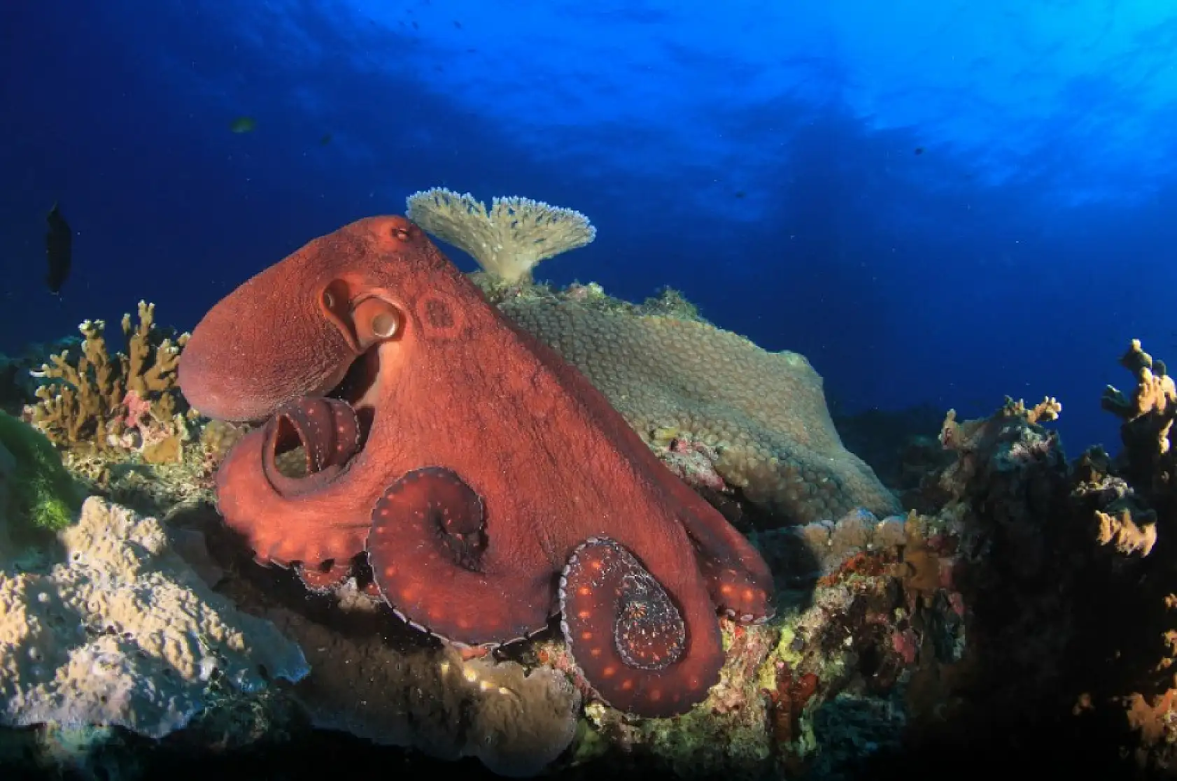 Muğla Fethiye'nin Su Altı Zenginliği: Sık Rastlanan ve Simgesi Haline Gelen Deniz Canlıları