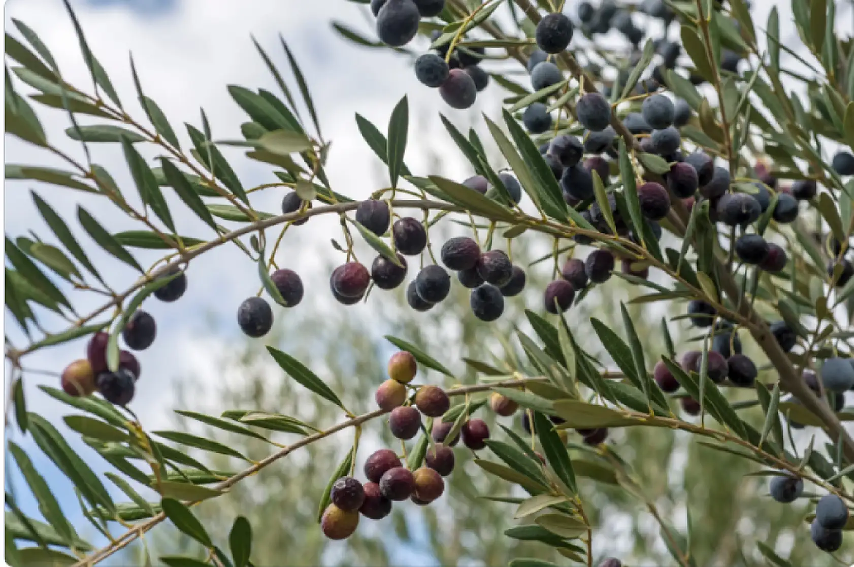Zeytin üreticilerine 'halkalı leke' uyarısı