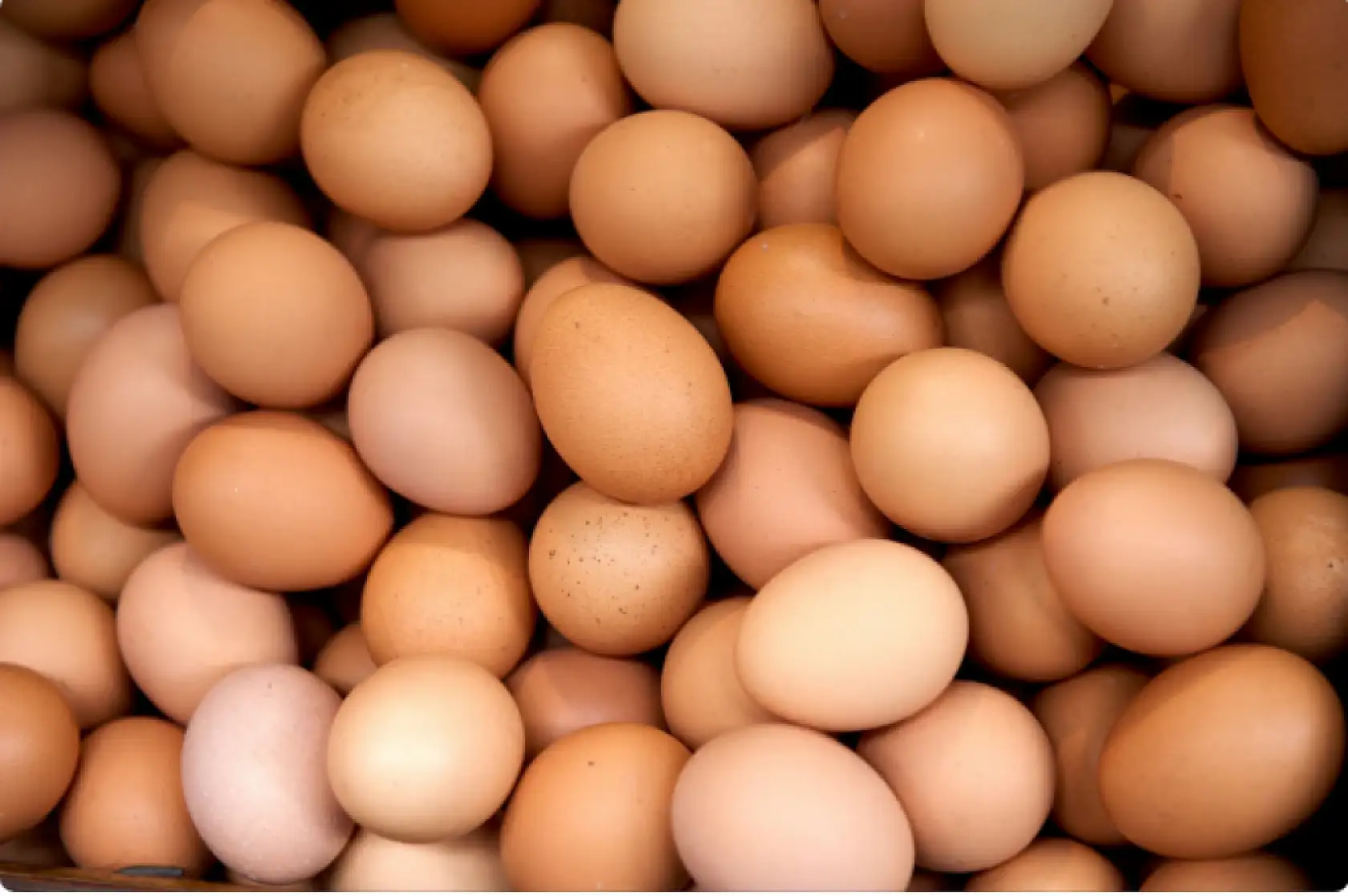 İhracatçılara kötü haber! Yumurtada fon kesintisi arttı