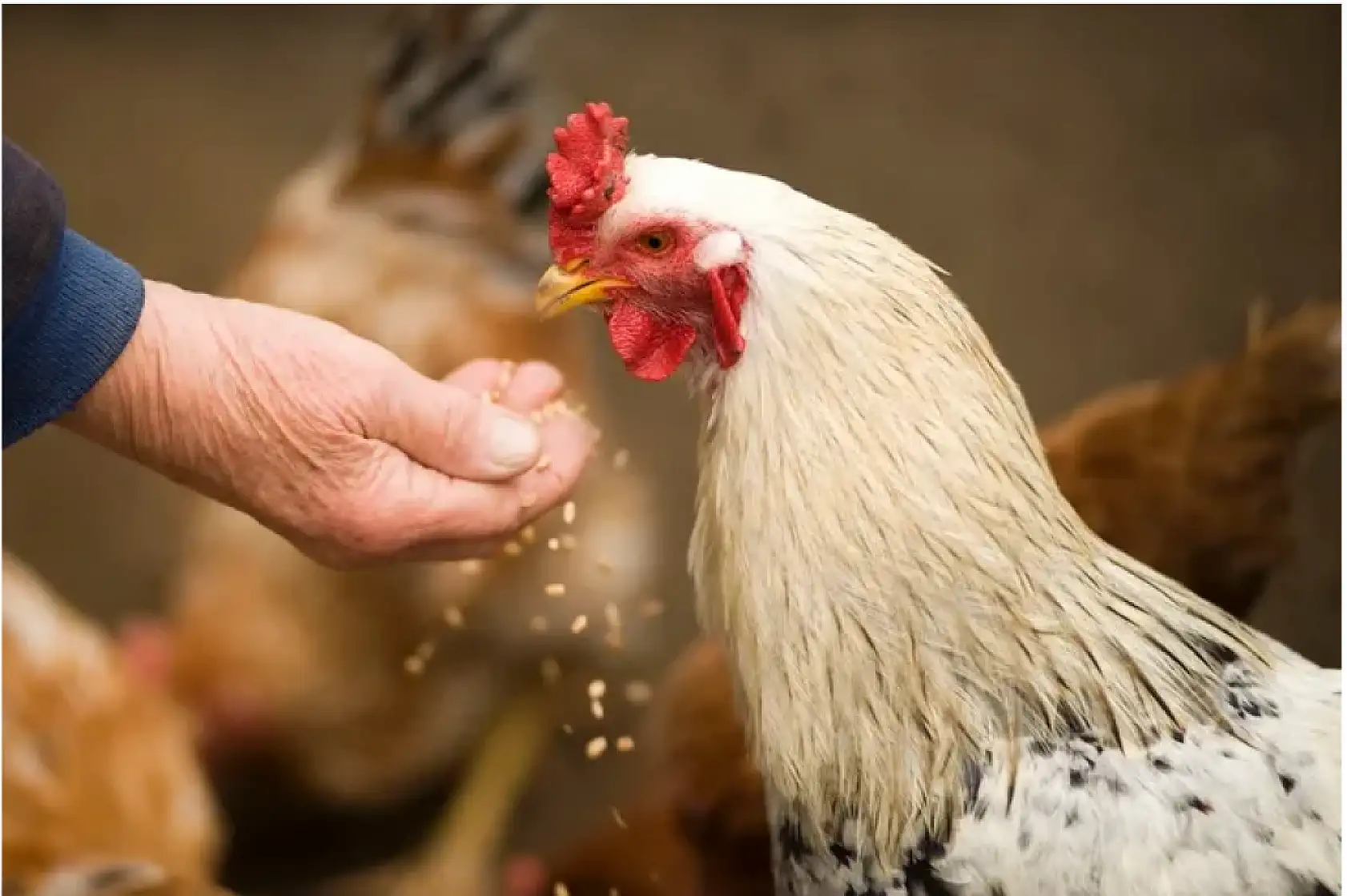 Tavuklarınızın ibik, sakal ve bacaklarında mor renk varsa dikkat