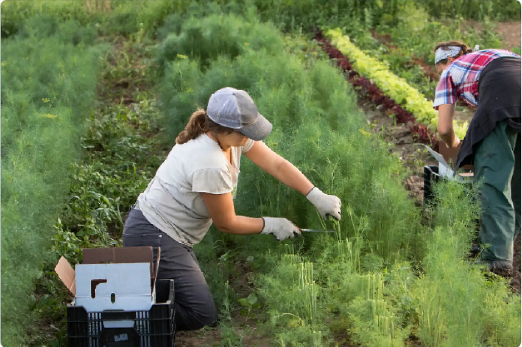 Tarım işçilerinin ortalama günlük ücretleri 2024 yılında yüzde 84,2 arttı