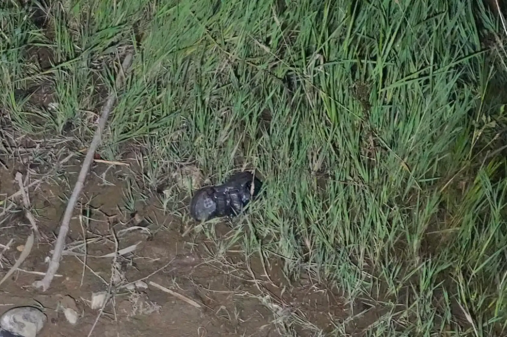 Otomobil köprüden dereye uçtu: 1'i çocuk 2 kişi kayıp