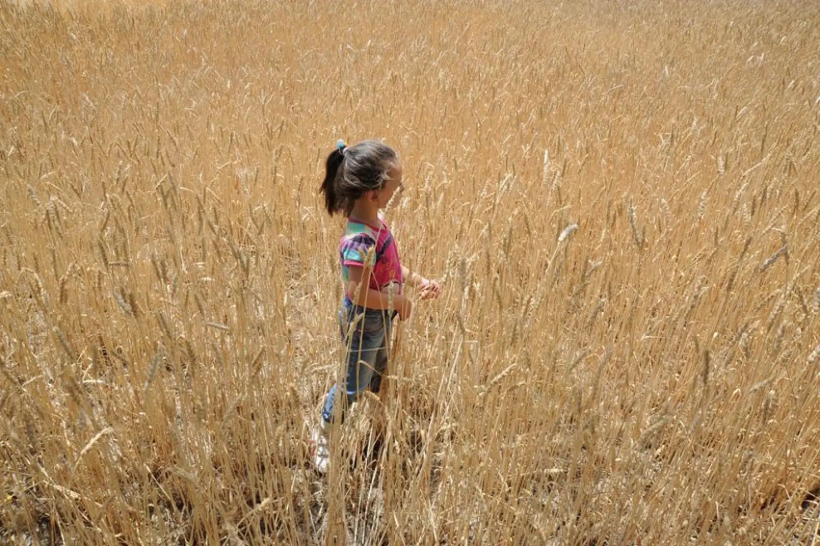 Küresel tahıl üretimi artıyor! 2025/2026 sezonu tahminleri açıklandı